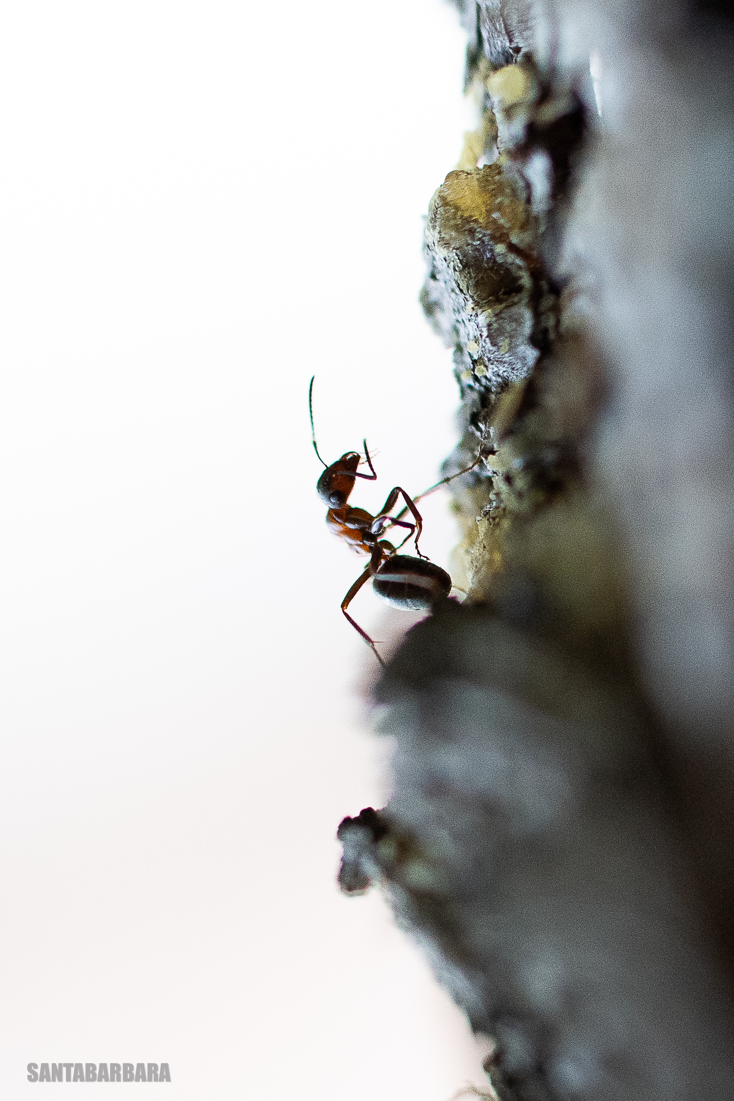 formica Rufa scalatrice di abeti