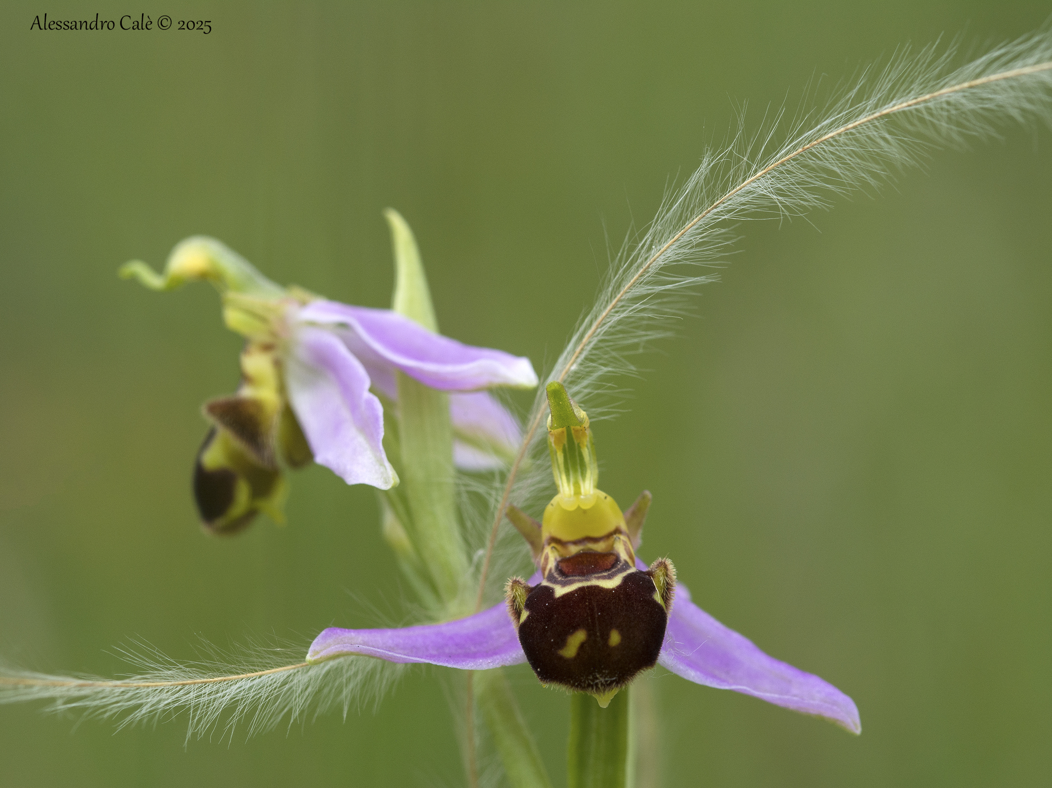 Ophrys apifera e lino di fate 5093