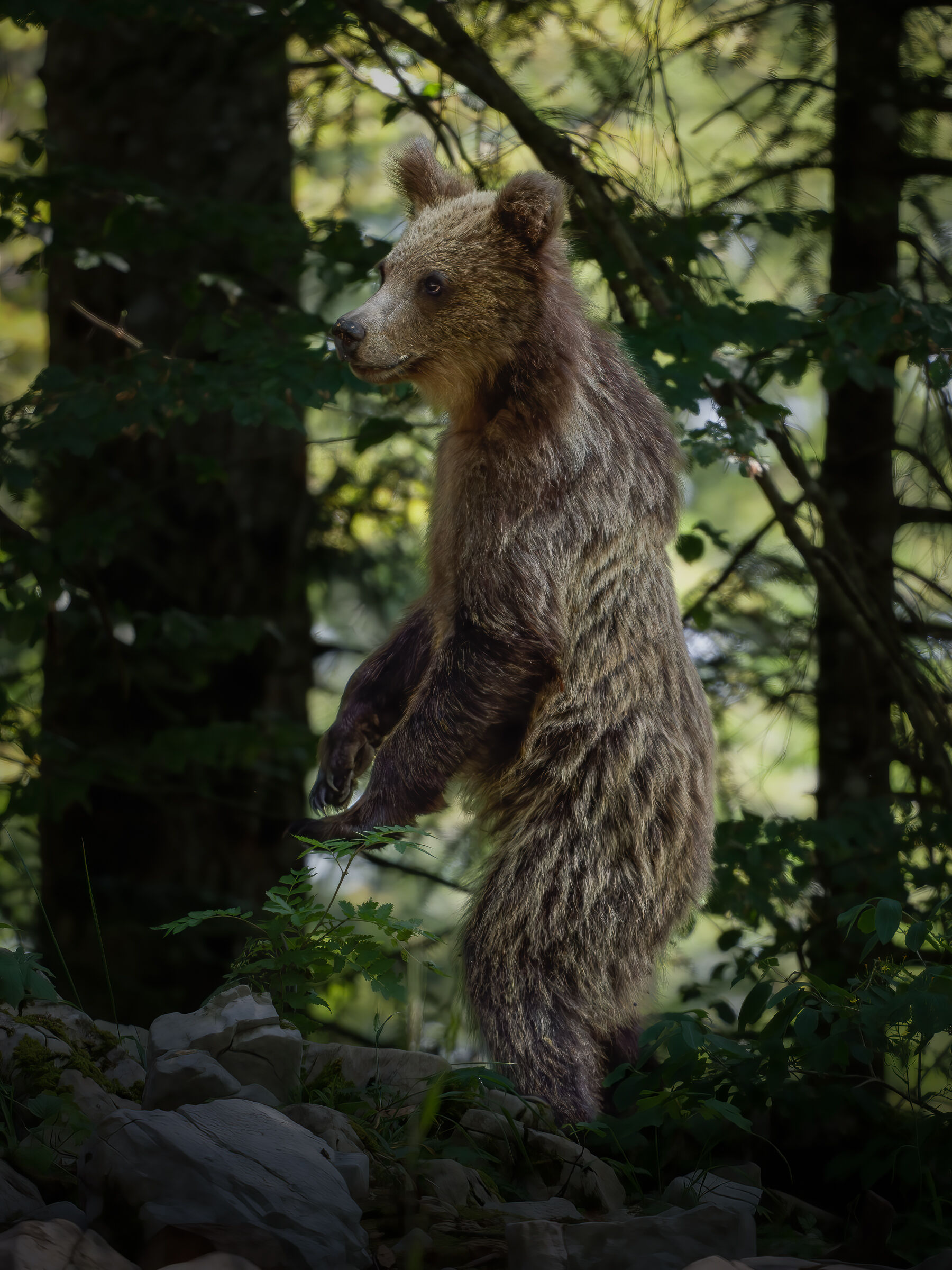 Brown bear ( Ursus Actus )
