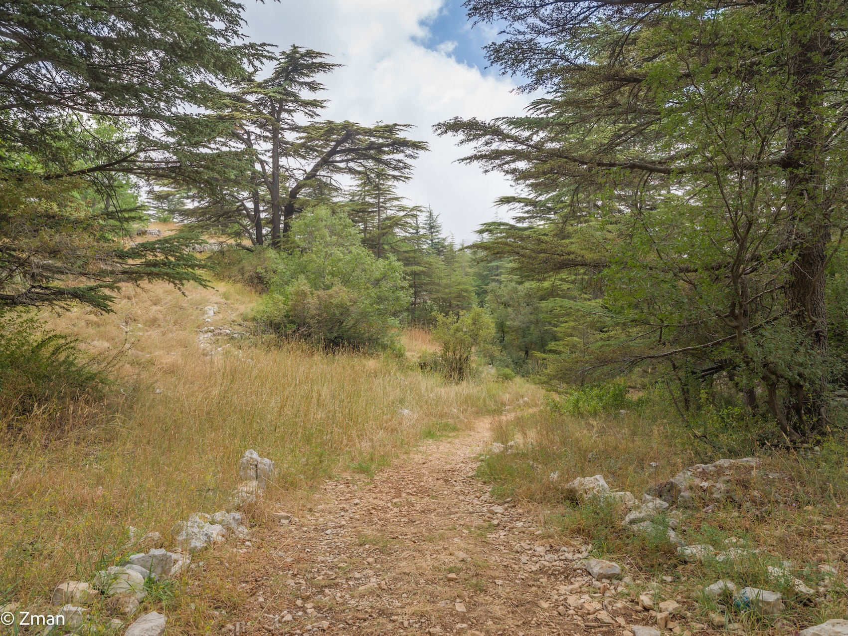 The Cedars of Tanourin