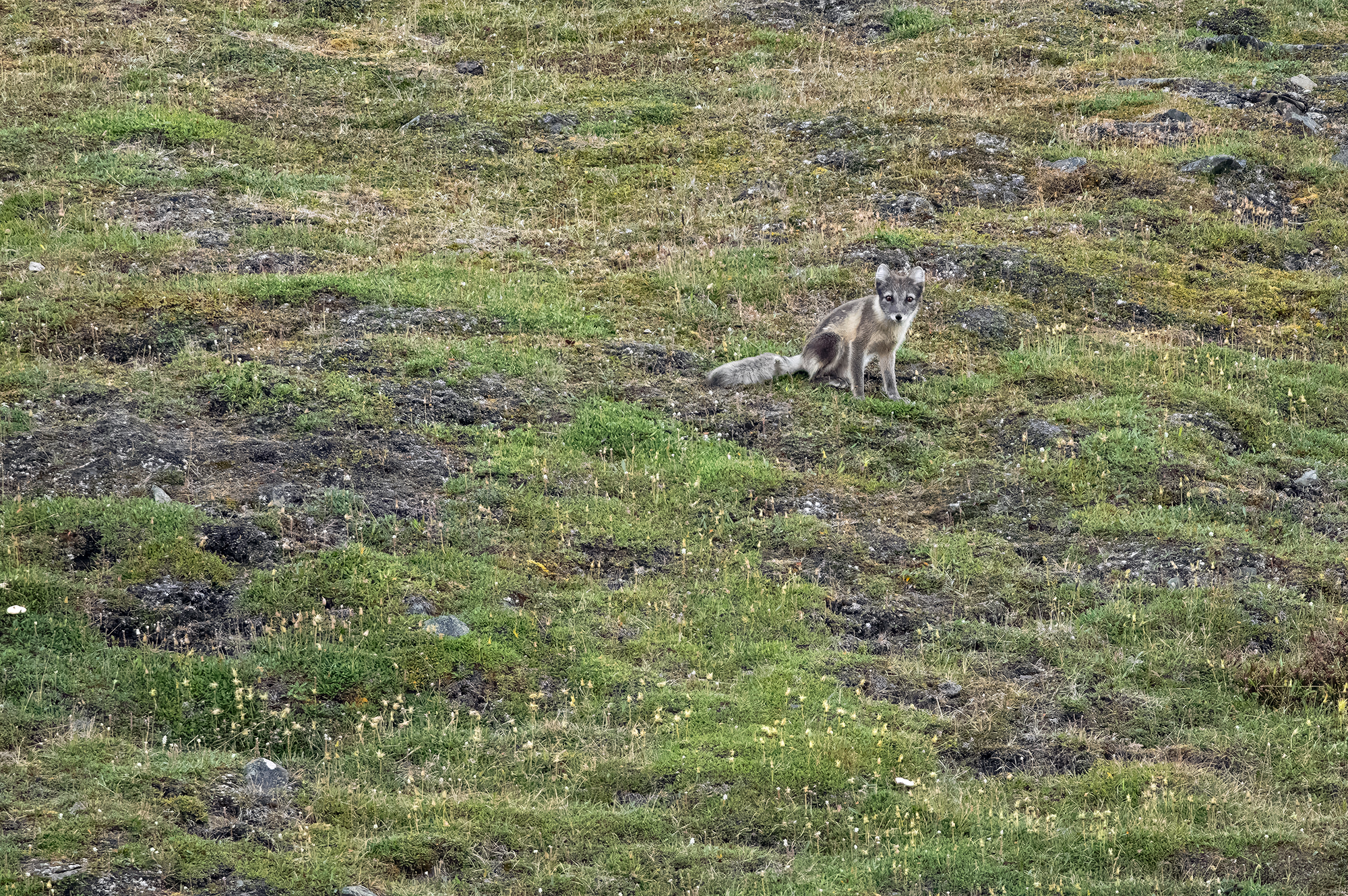 Vita nella tundra