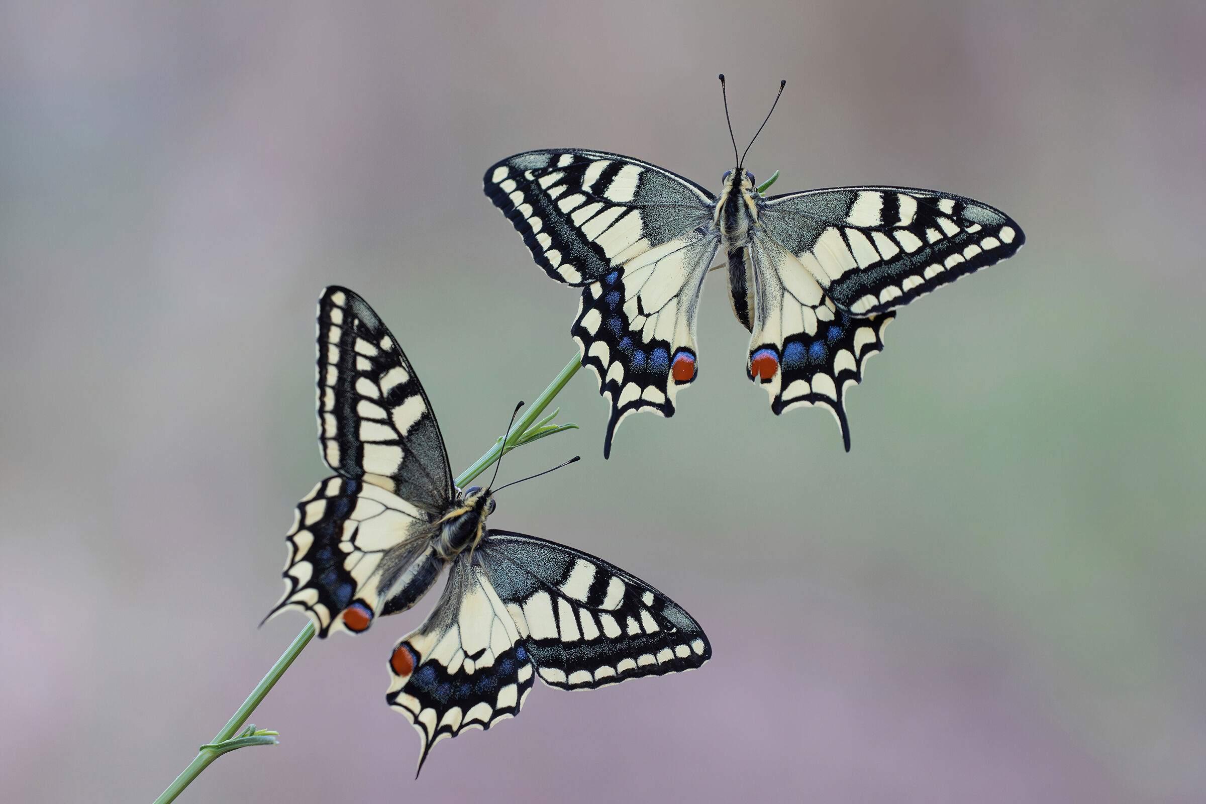 Papilio machaon