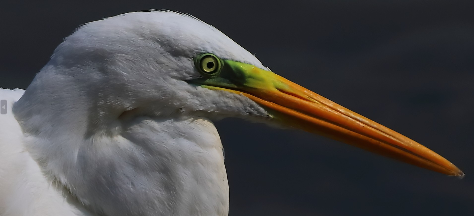 Airone Bianco maggiore