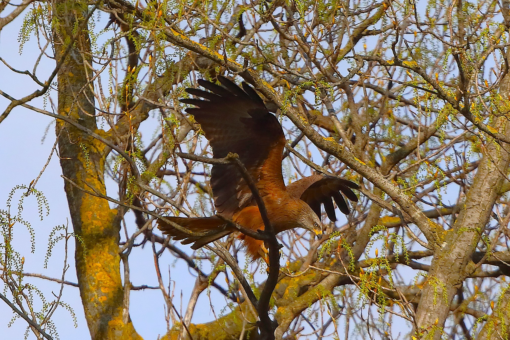 Nibbio bruno 29 marzo 2025 - 0225