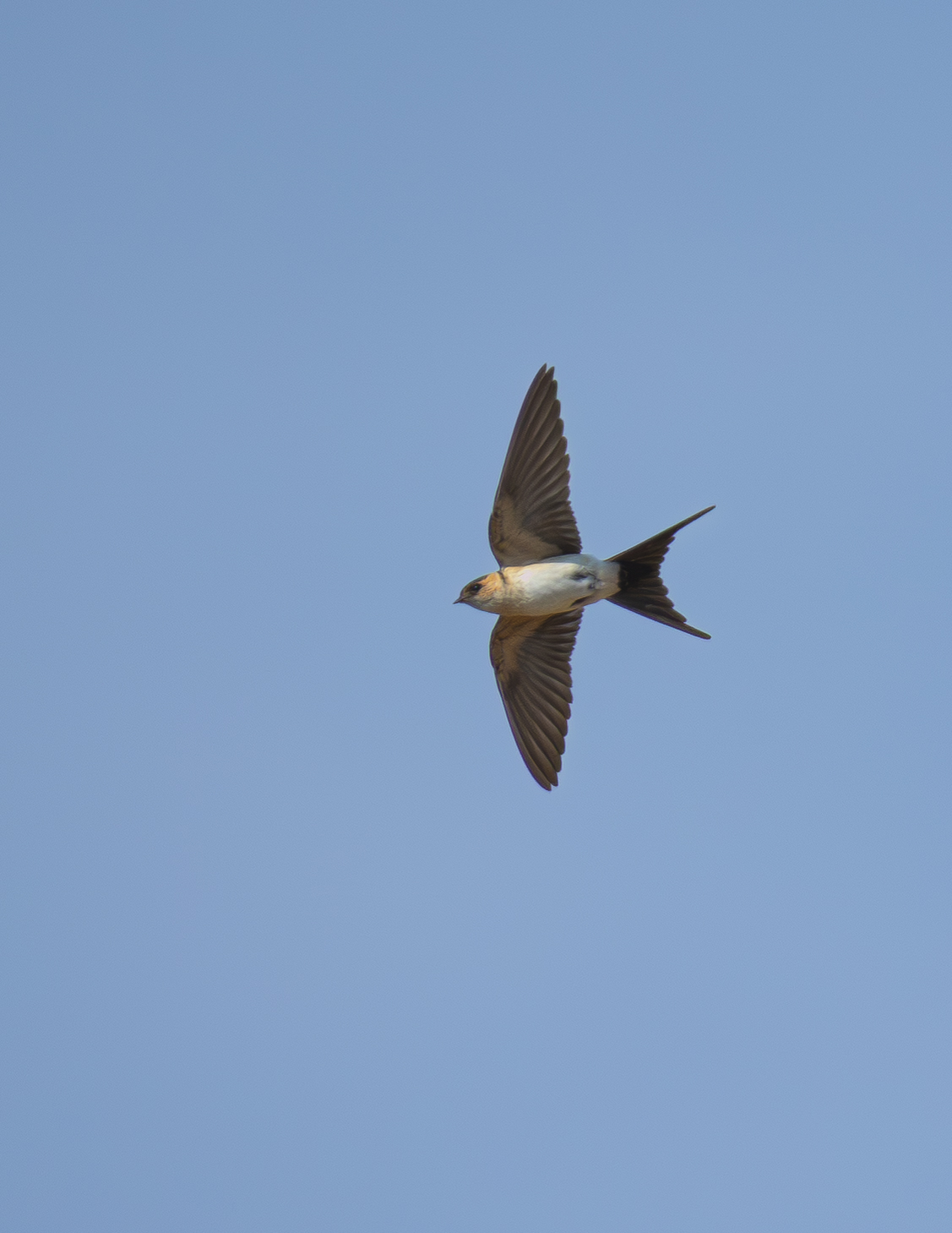 Rufous swallow