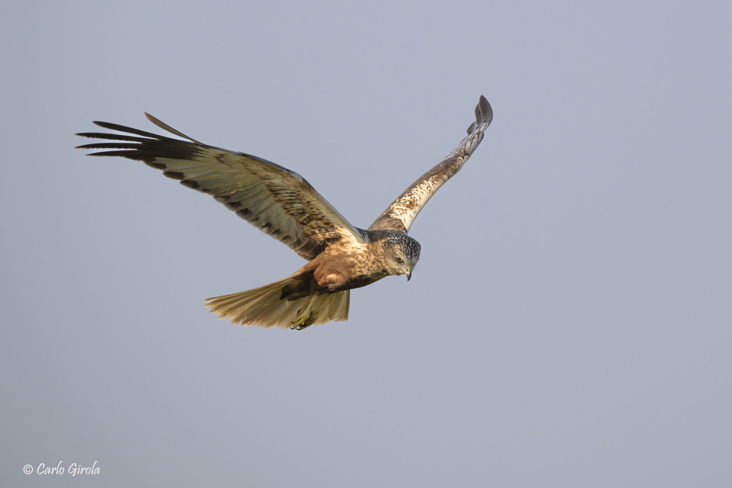 Marsh Harrier (Circus aeruginosus)