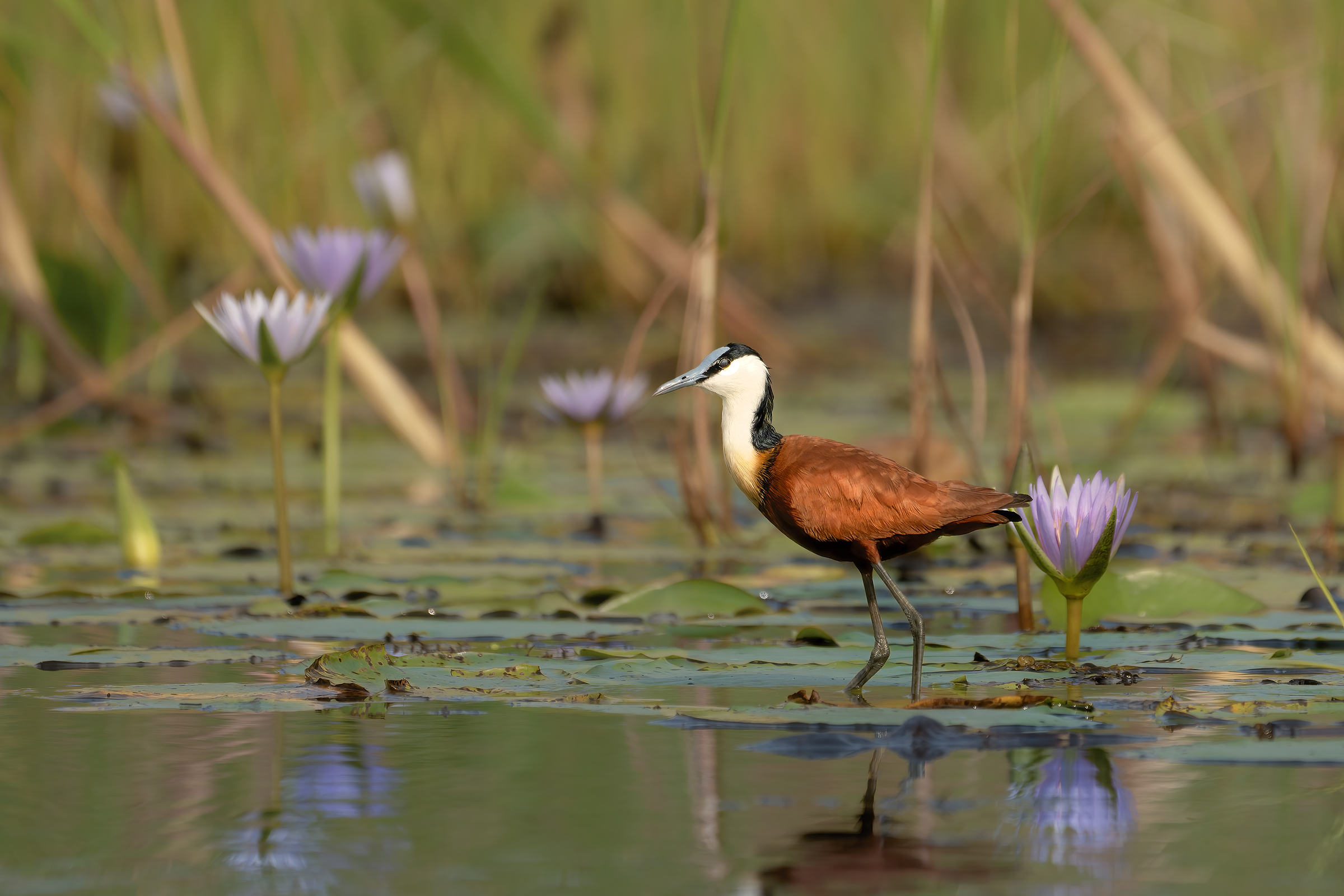 Jacana africana
