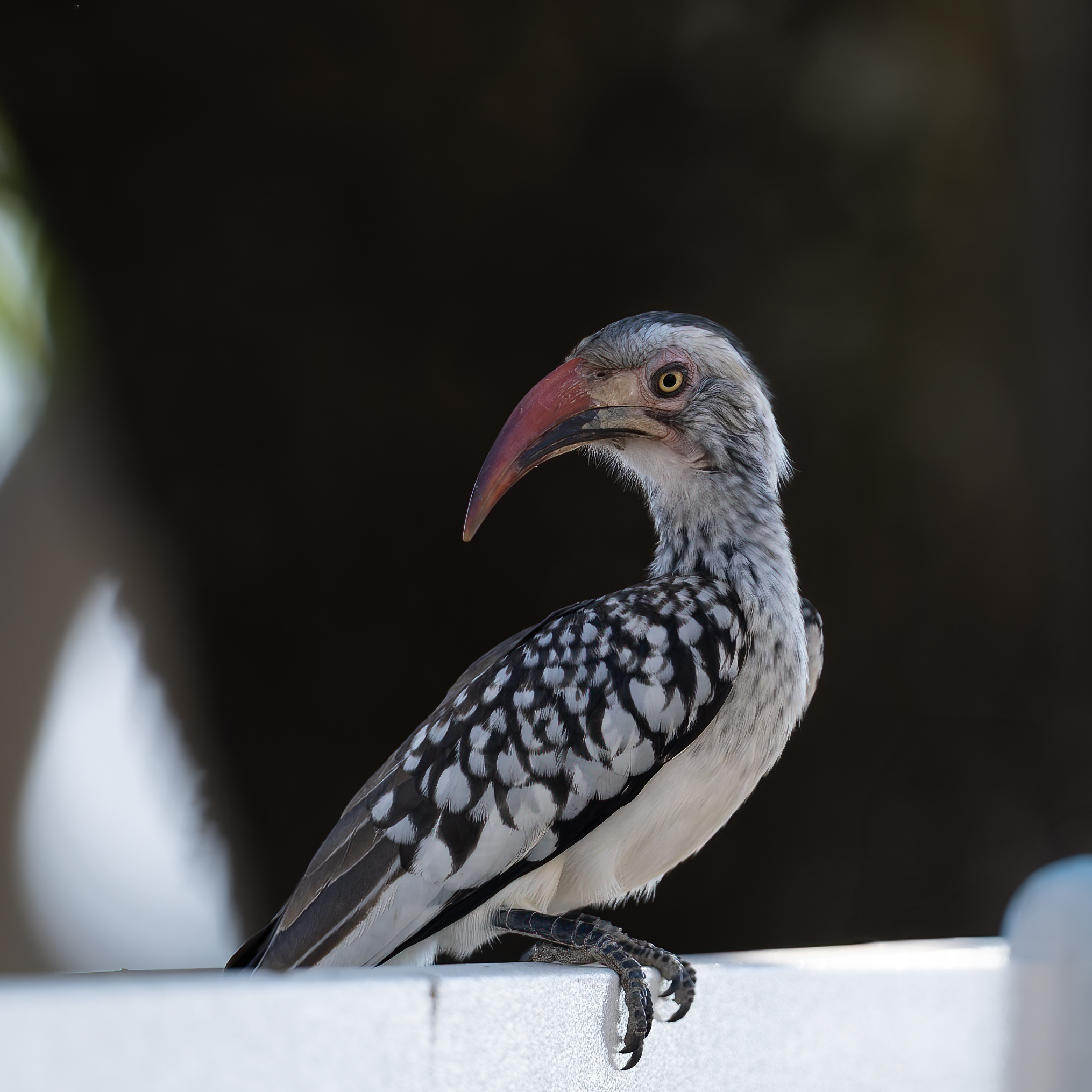 Tockus rufirostris- Kruger Nation Park - ??