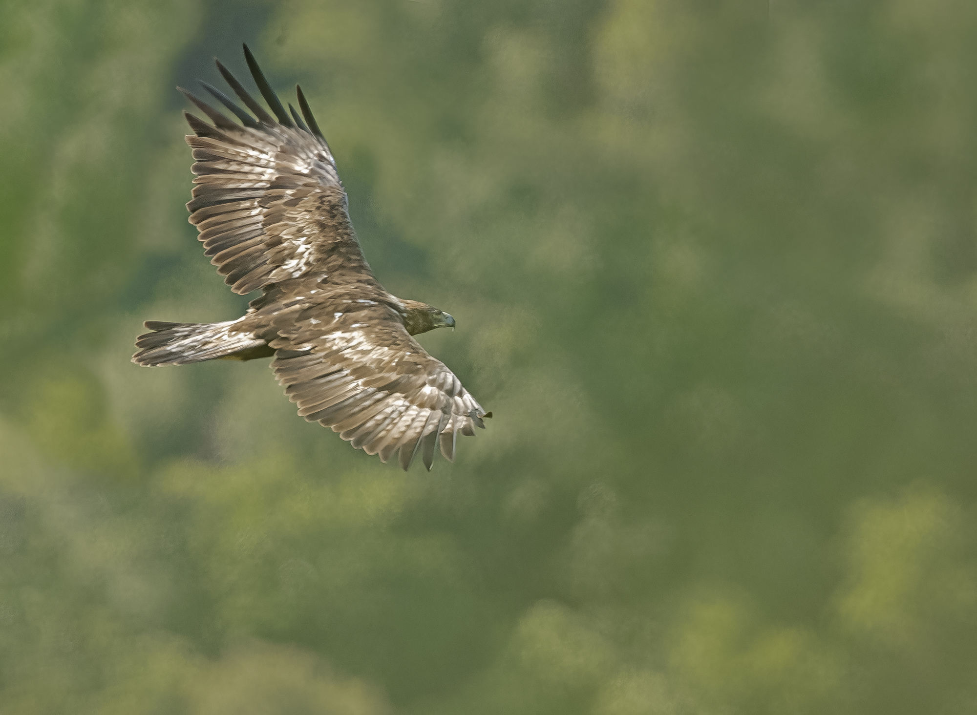aquila reale ...wild