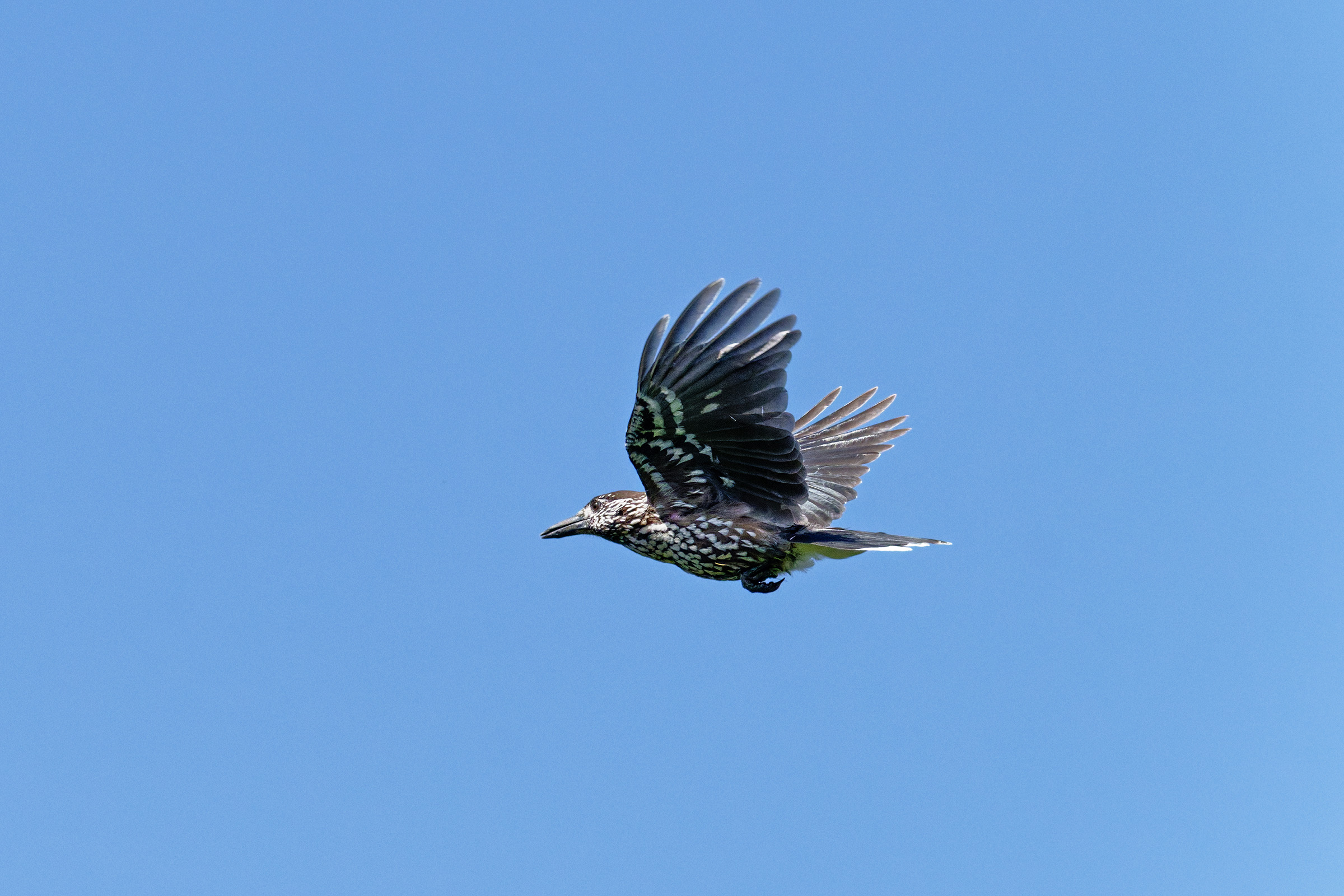 Spotted nutcracker