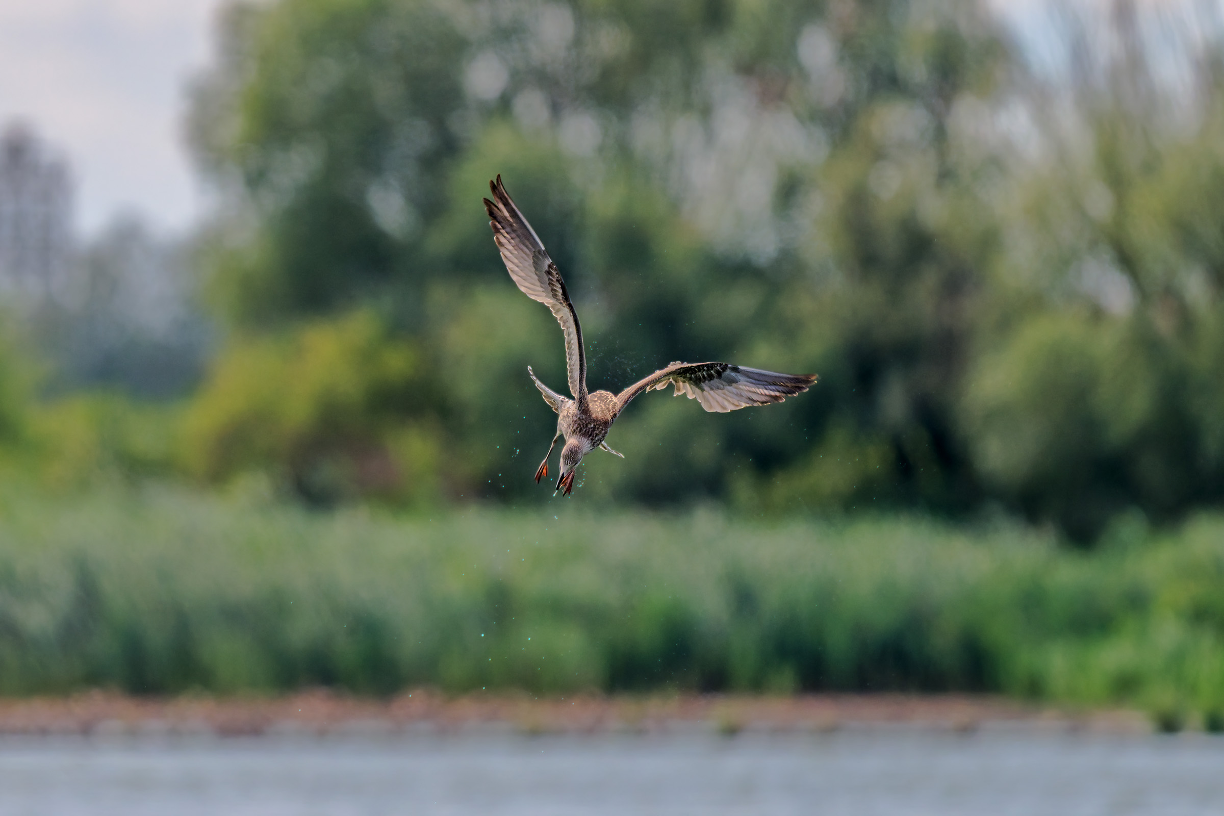 Gull