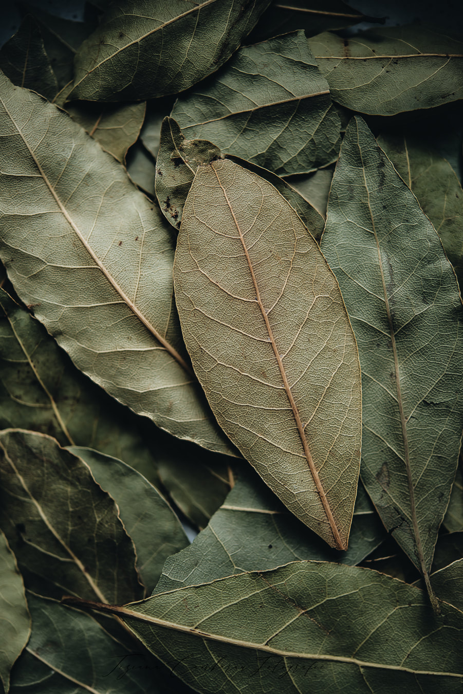Laurel.