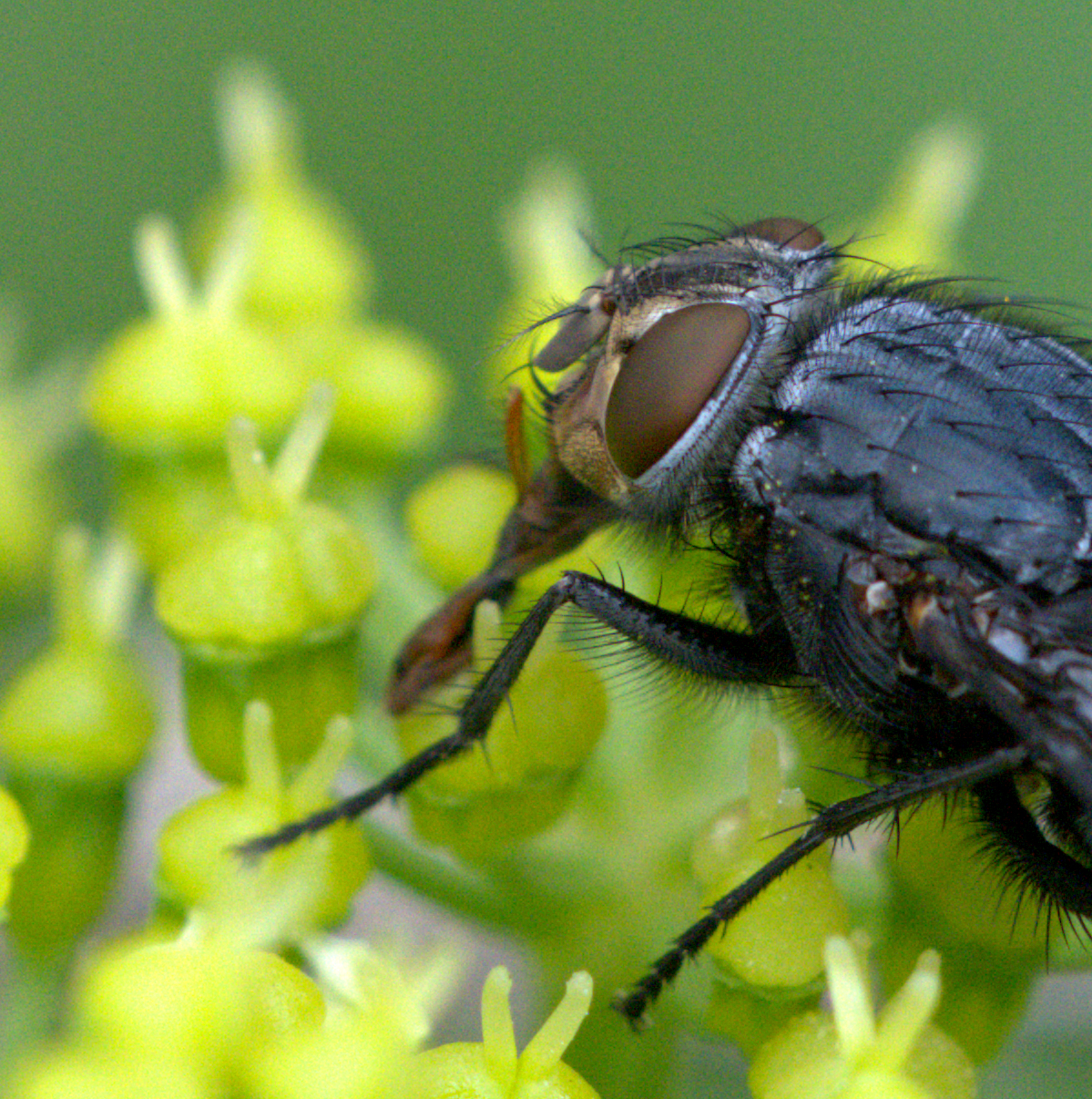 fly