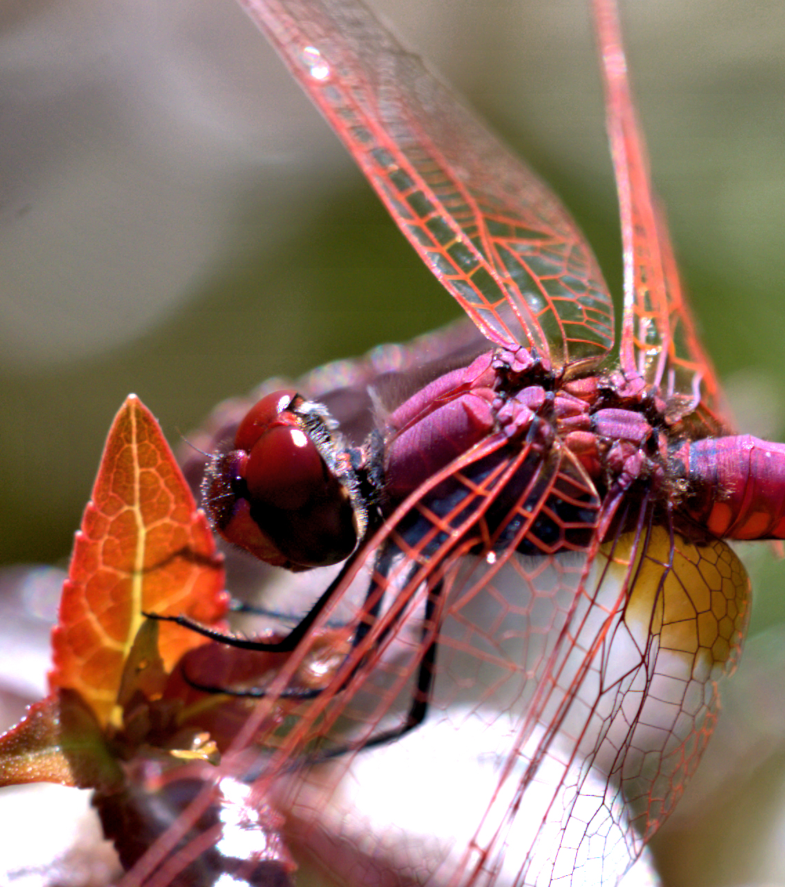 dragonfly 3