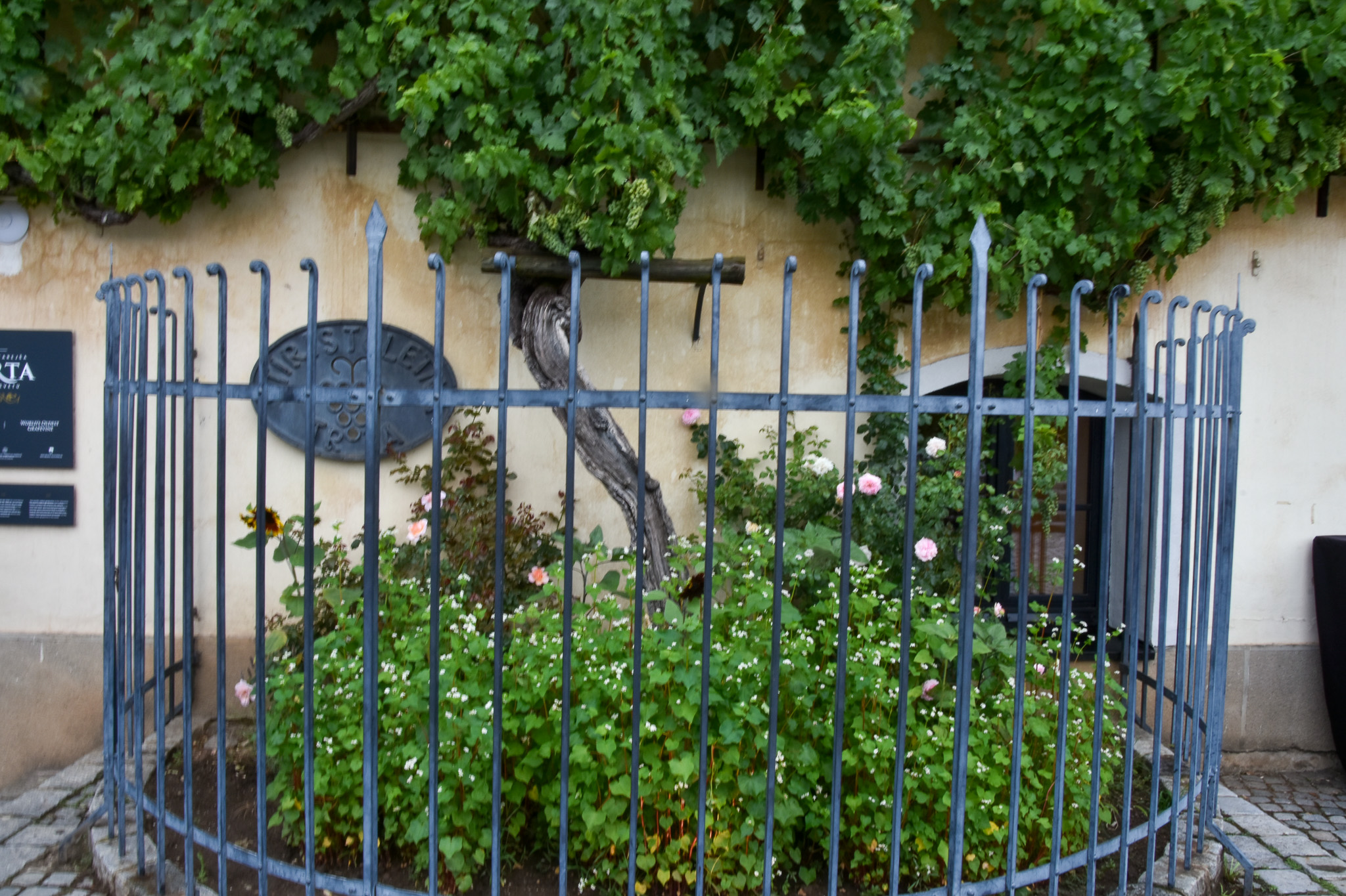 La vite piu vecchia del Mondo