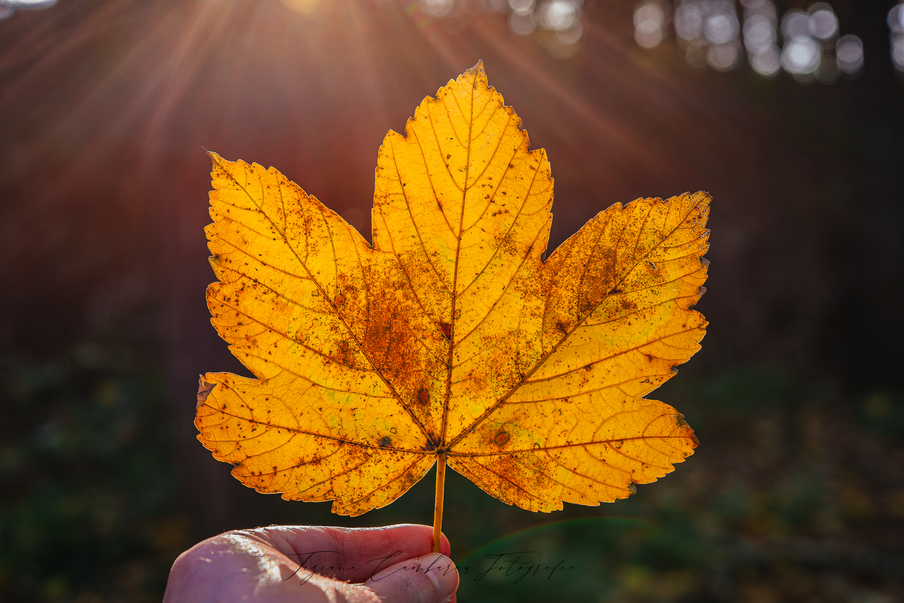 Leaf