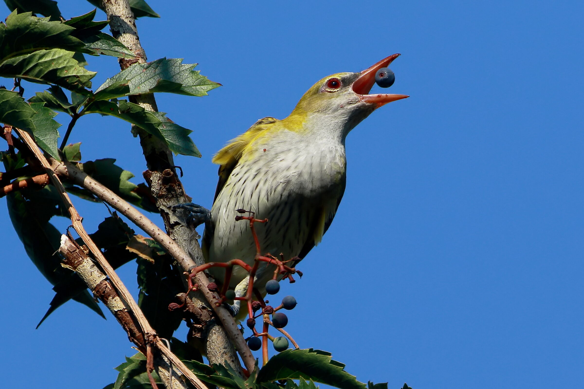 Greedy female of Golden Oriole.