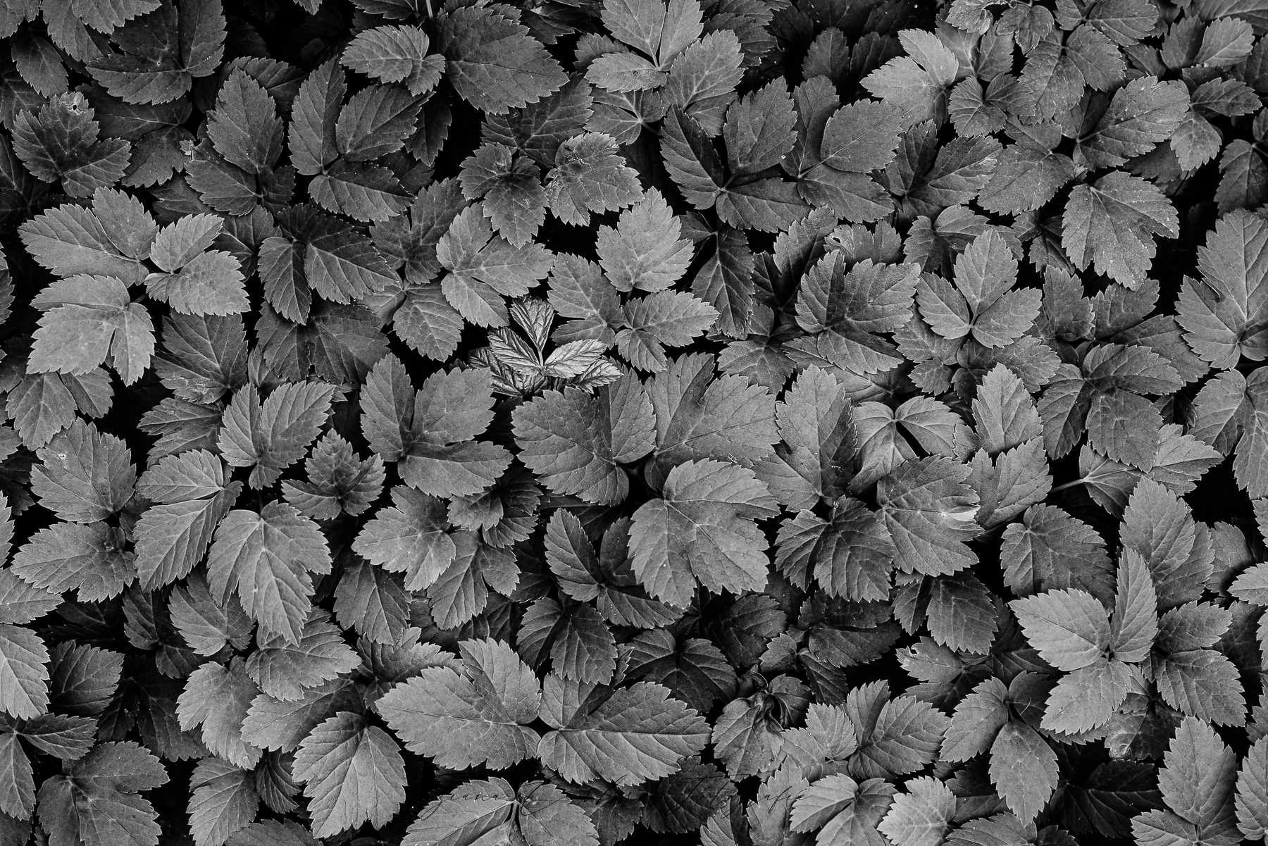 Leaves.