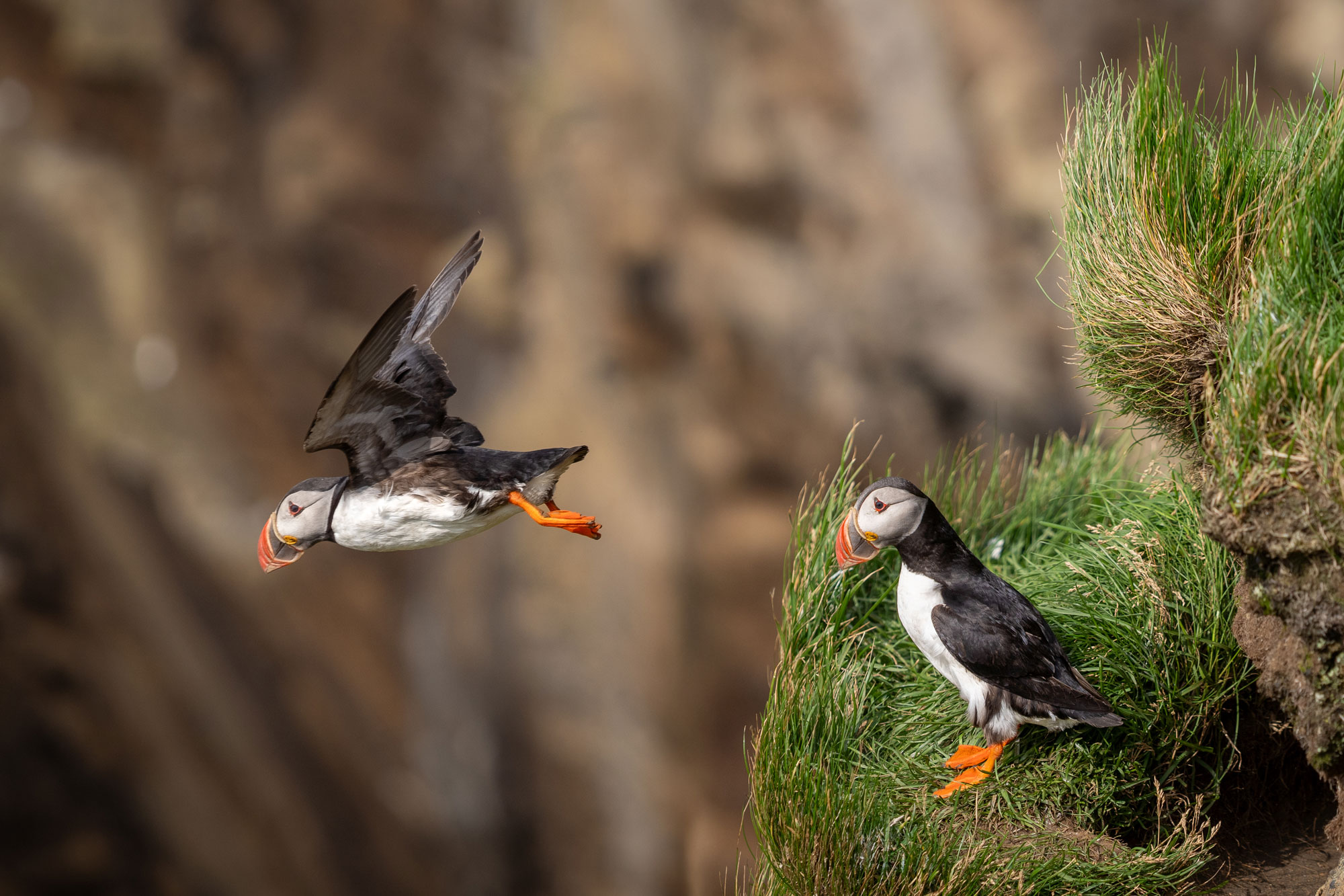 Puffin