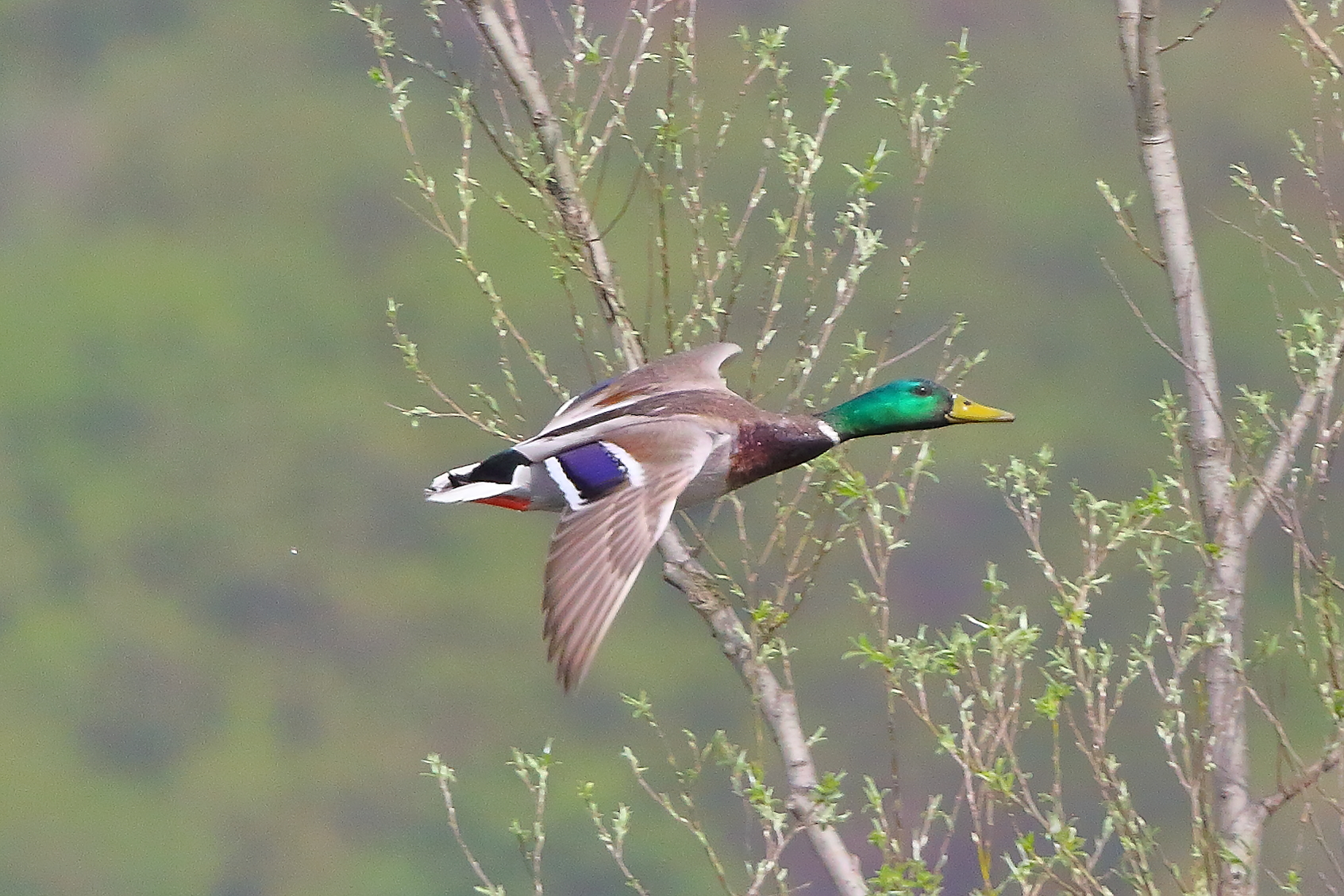 Germano R M 30 marzo 2025 - 0131