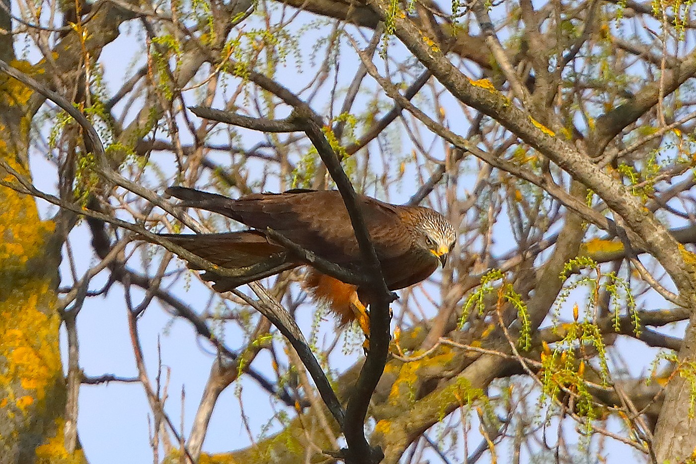 Nibbio bruno 29 marzo 2025 - 0226