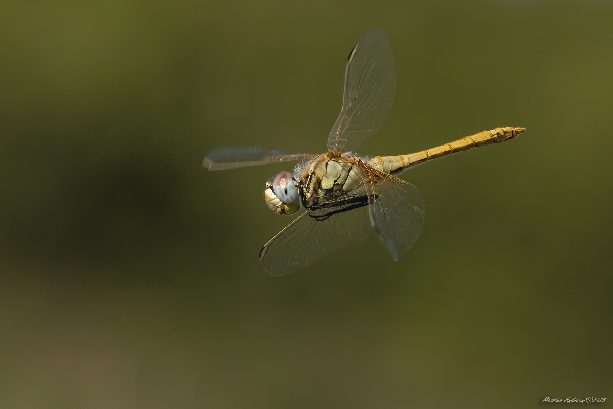 In Flight