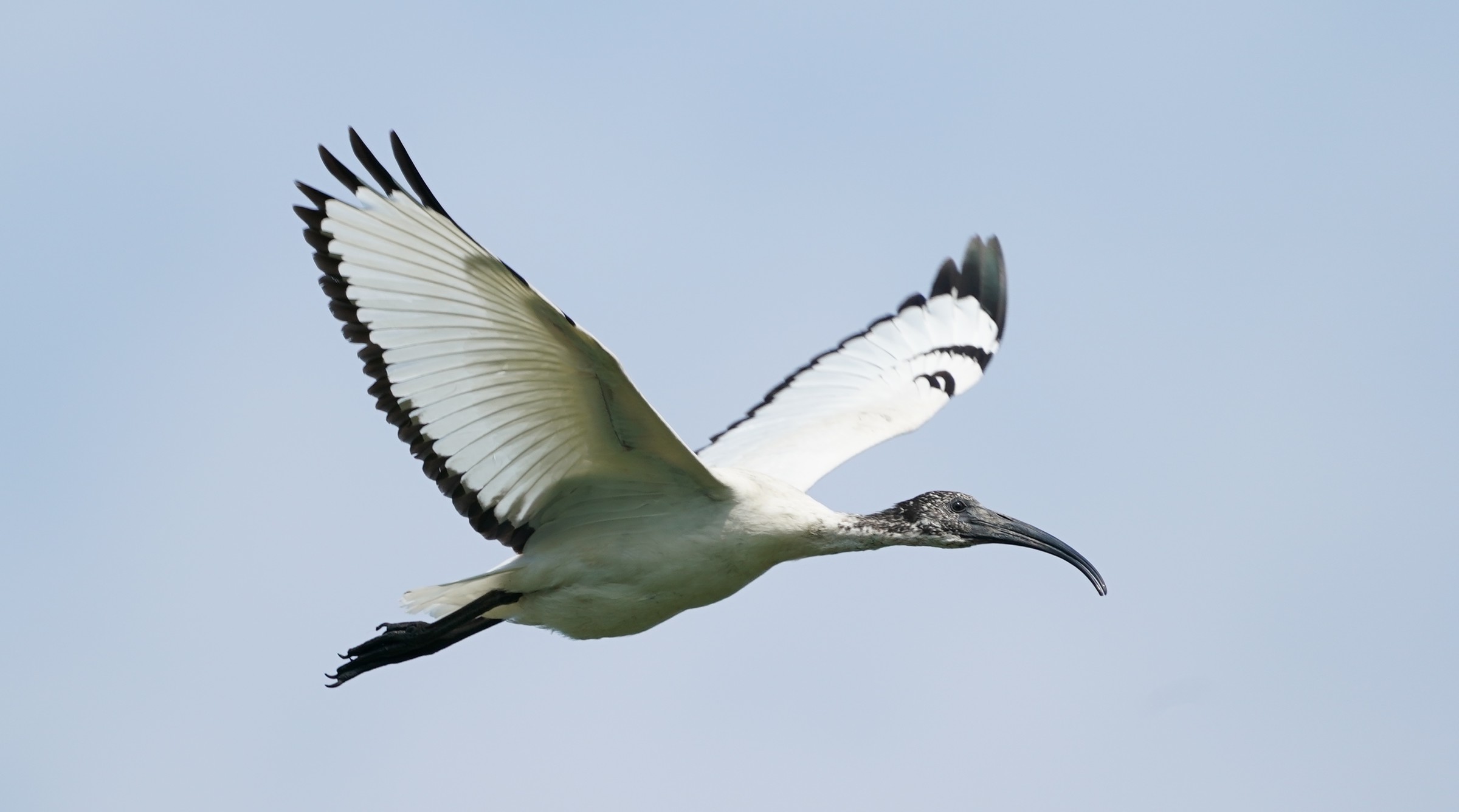 Ibis sacro in volo