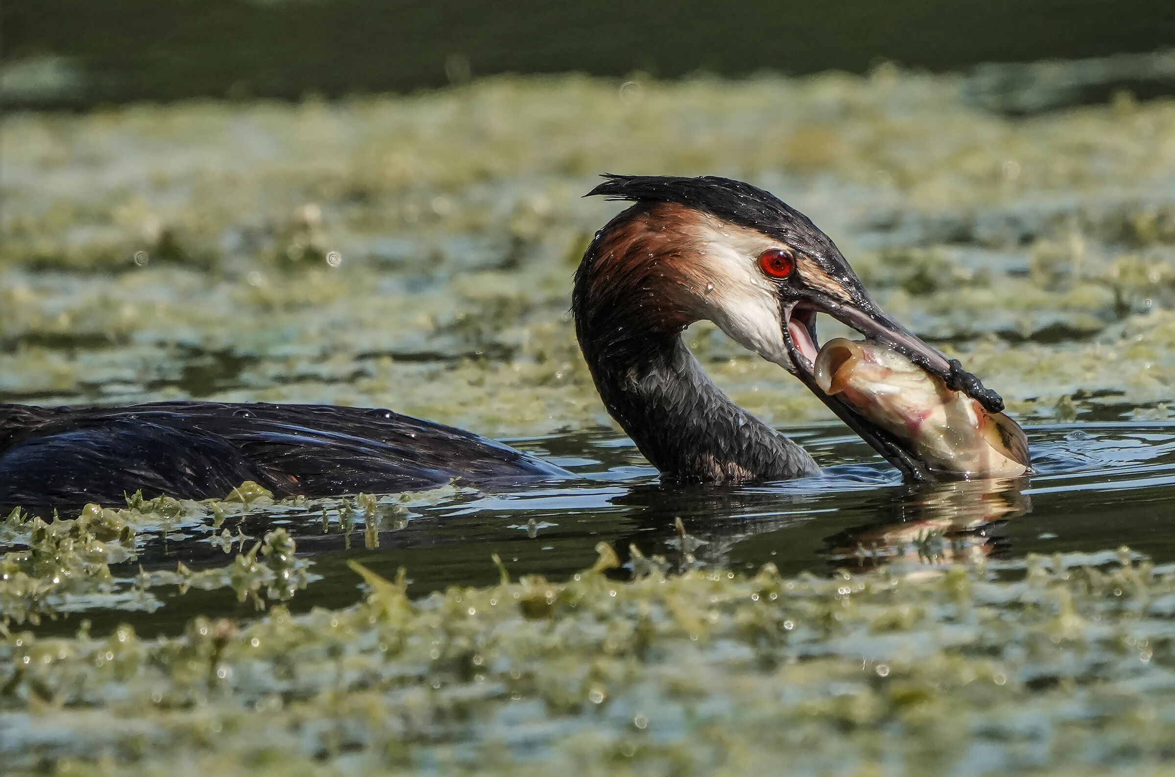The prey