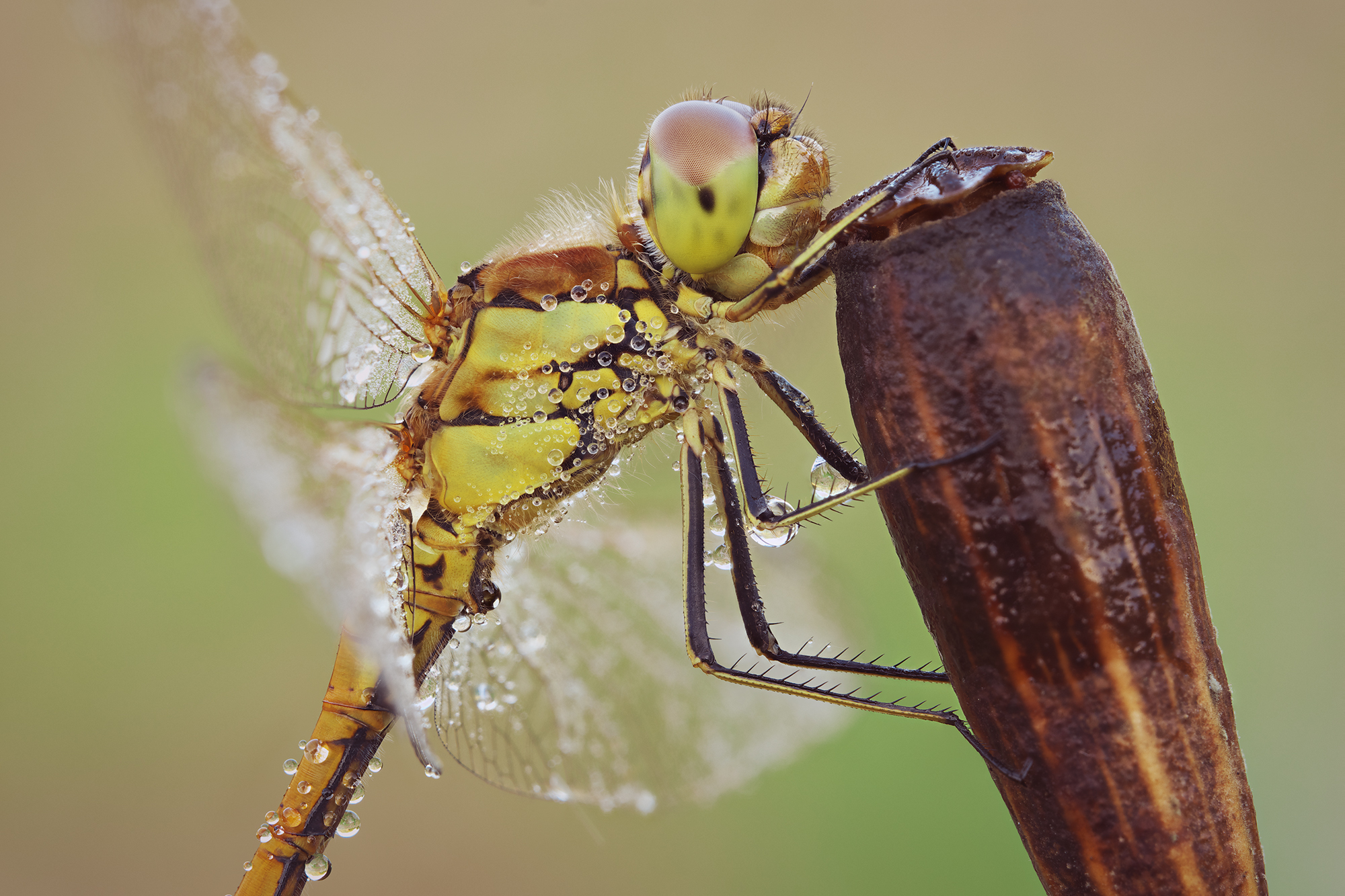Sympetrum striolatum