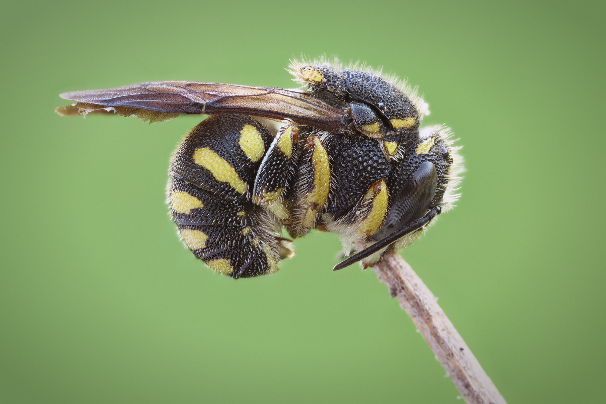 Anthidiellum strigatum