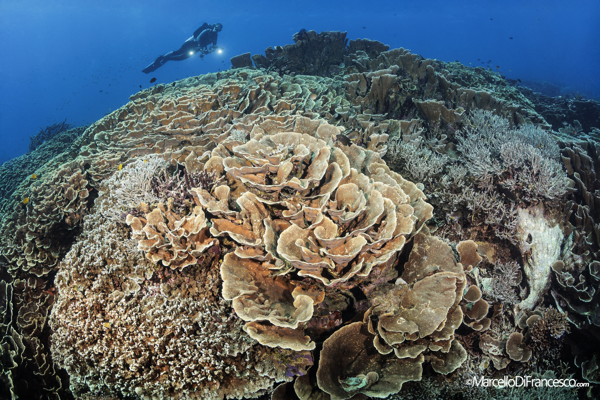 Komodo National park
