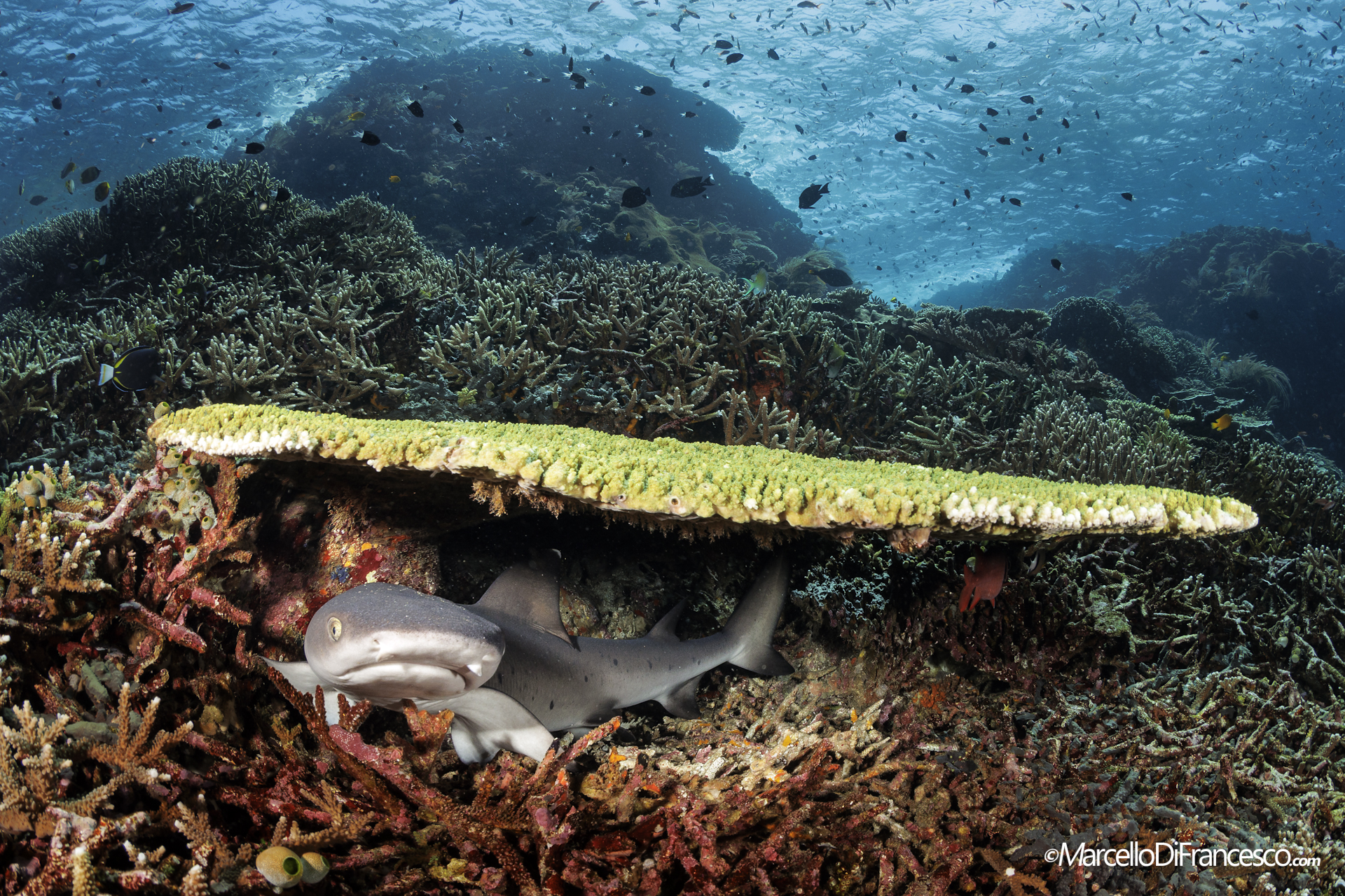 Komodo National park