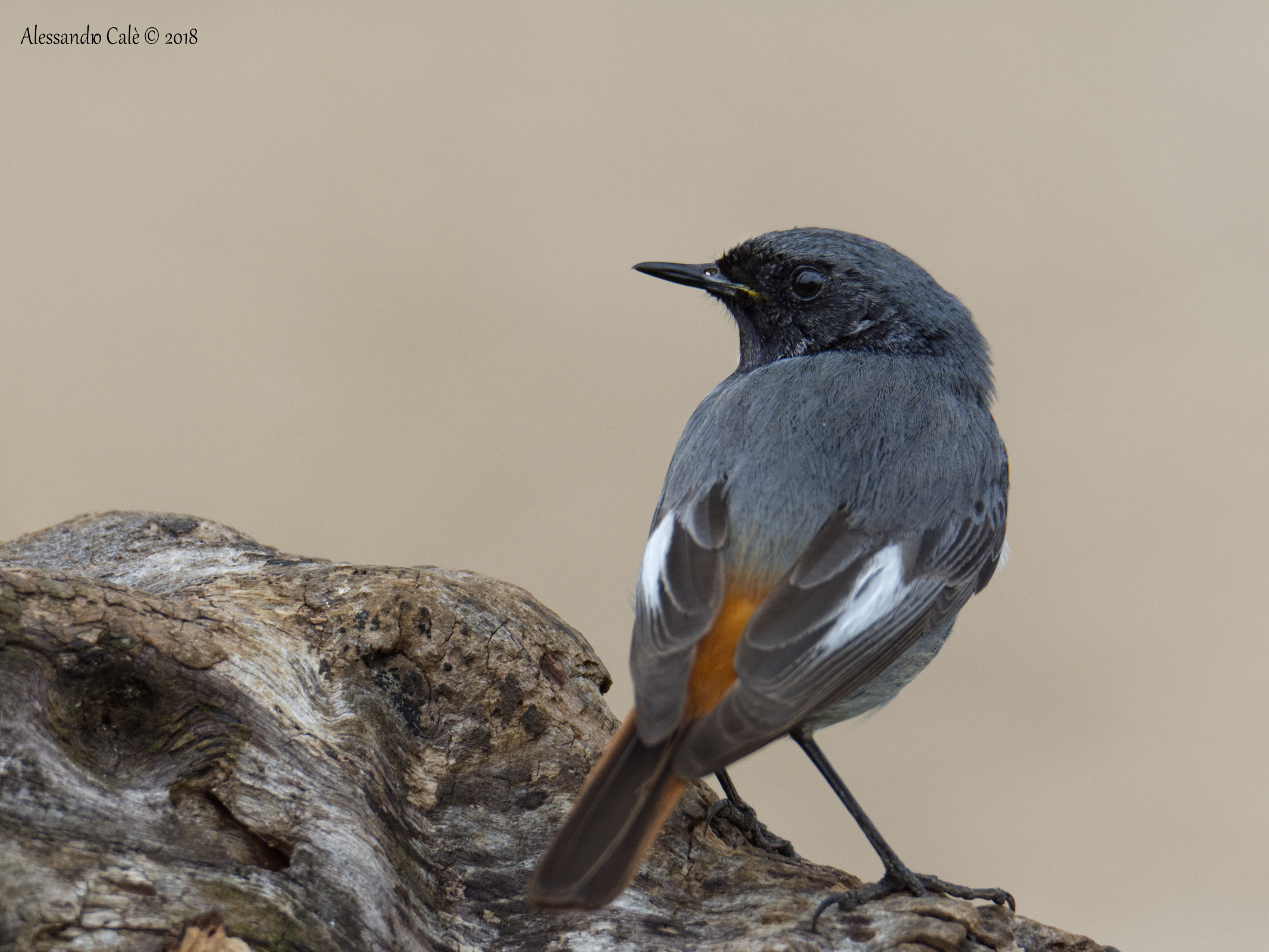 Phonicurus ochruros (Chimney Sweep Redstart) 0157
