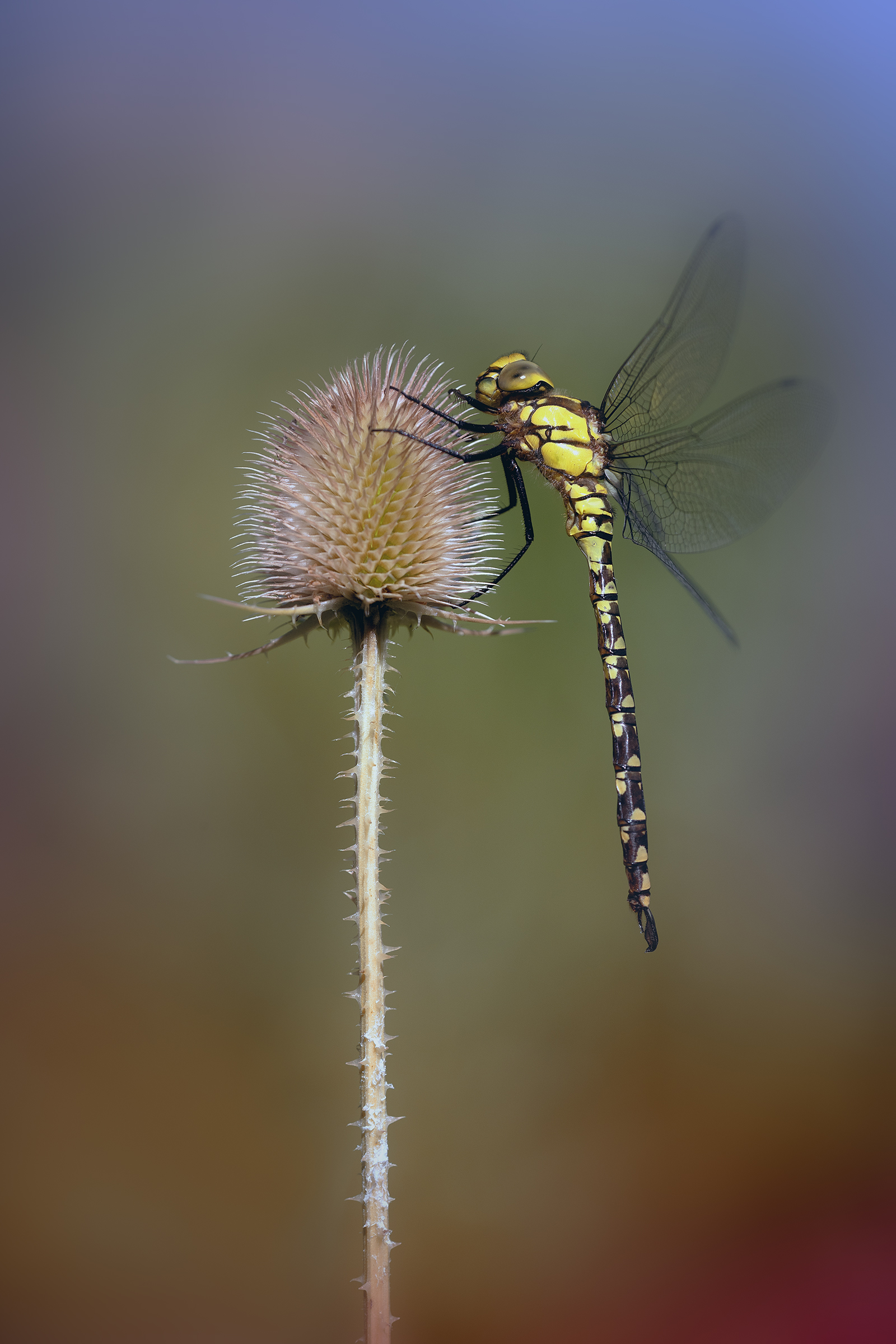 Aeshna cyanea - immature male