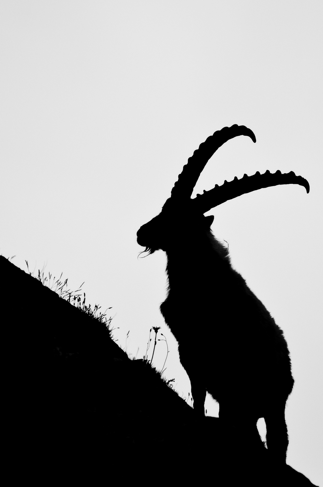 Silhouette di stambecco