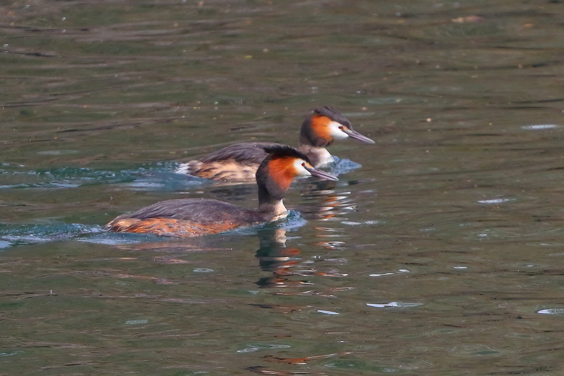 Svassi 30 marzo 2025 - 0122