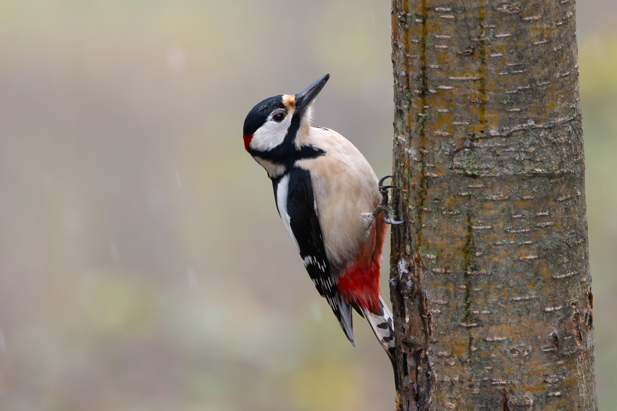 Picchio rosso maggiore