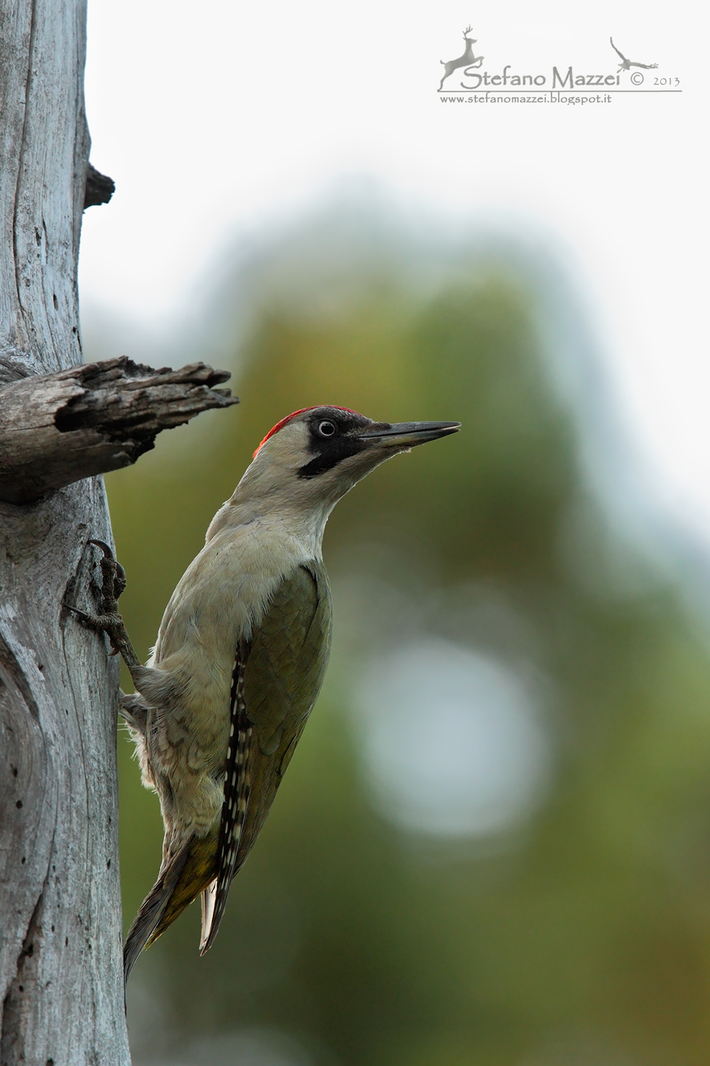 Picchio Verde di vedetta ...