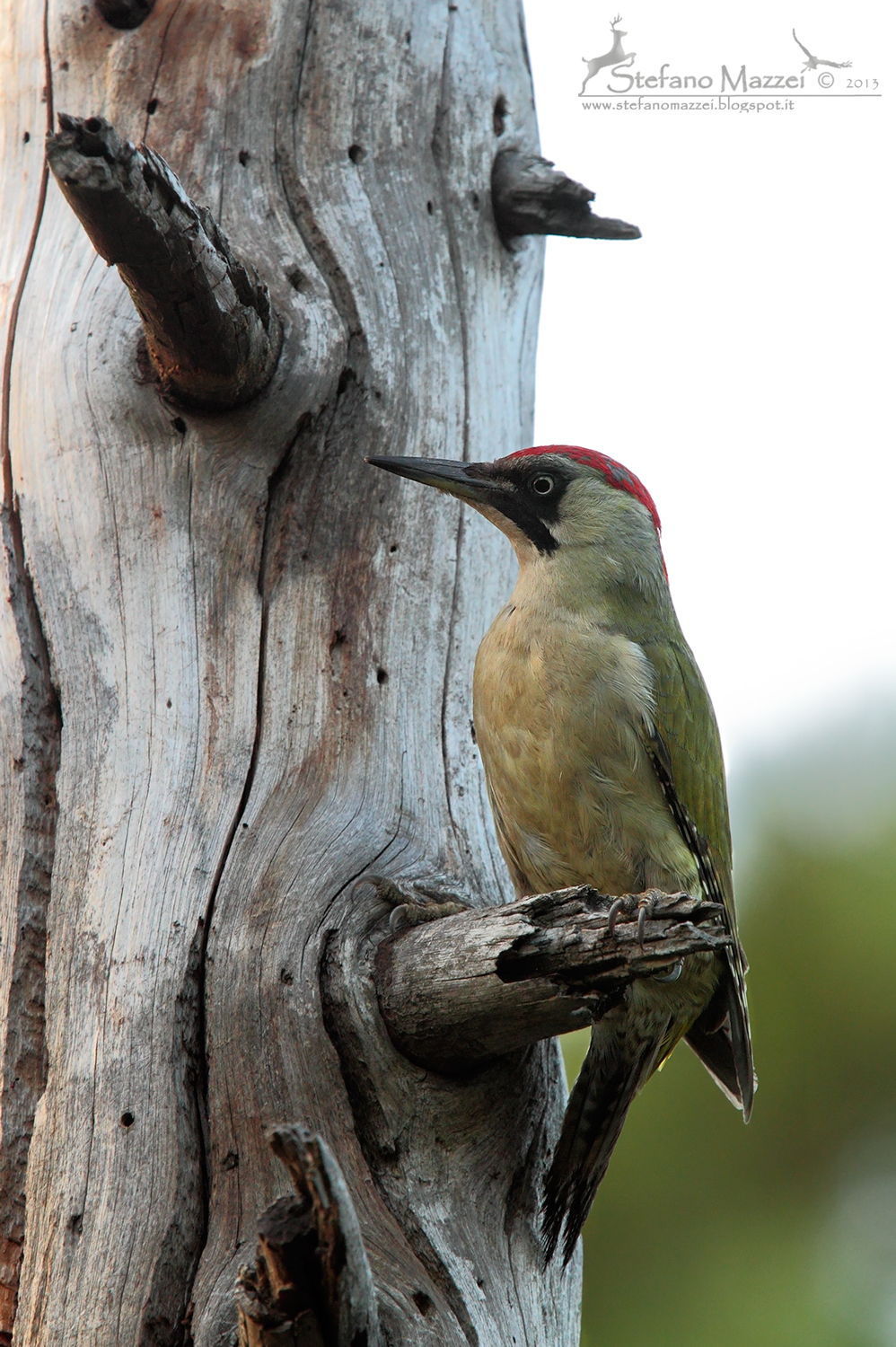 Picchio Verde statuario ...