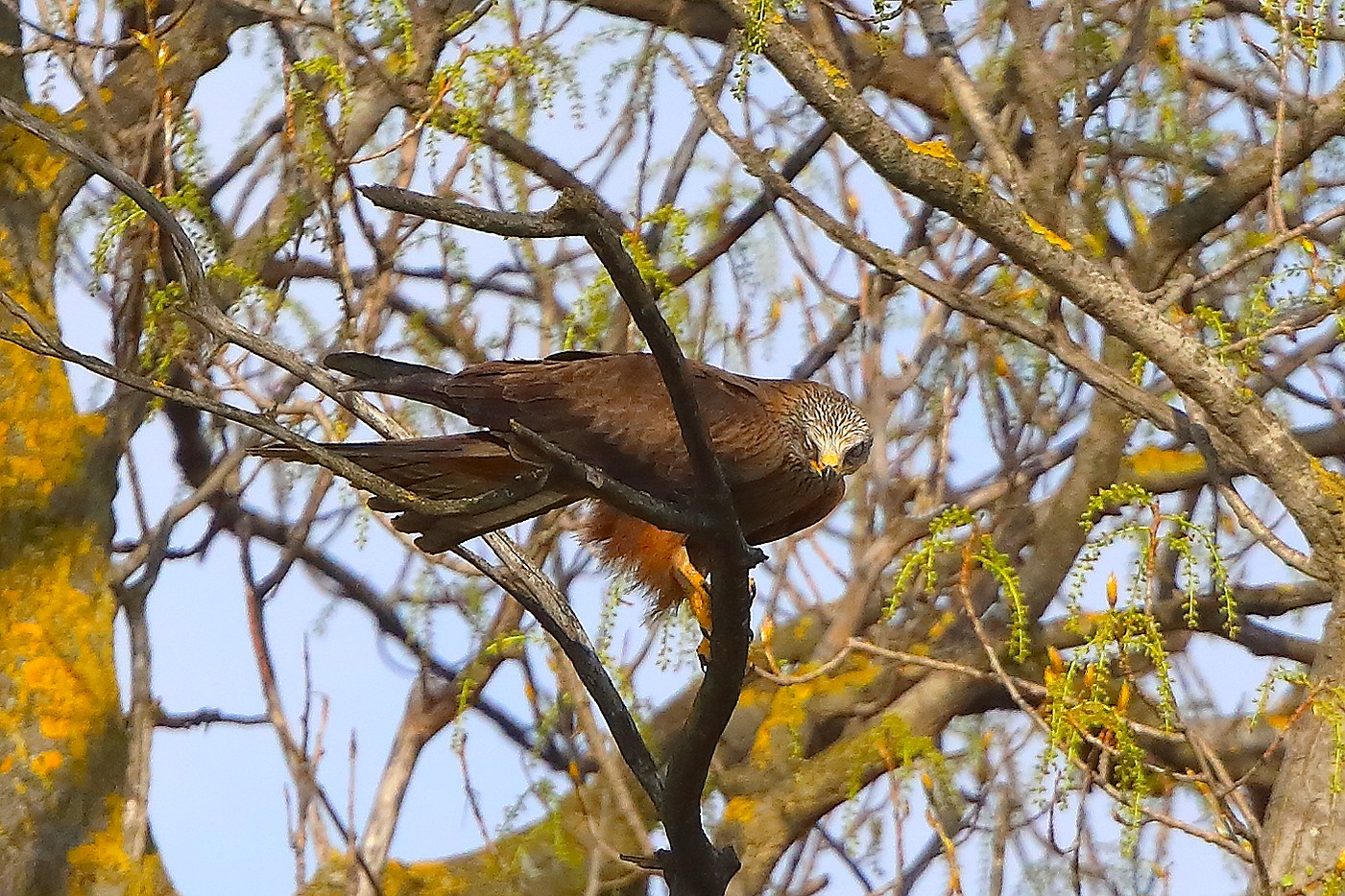 Nibbio bruno 29 marzo 2025 - 0227