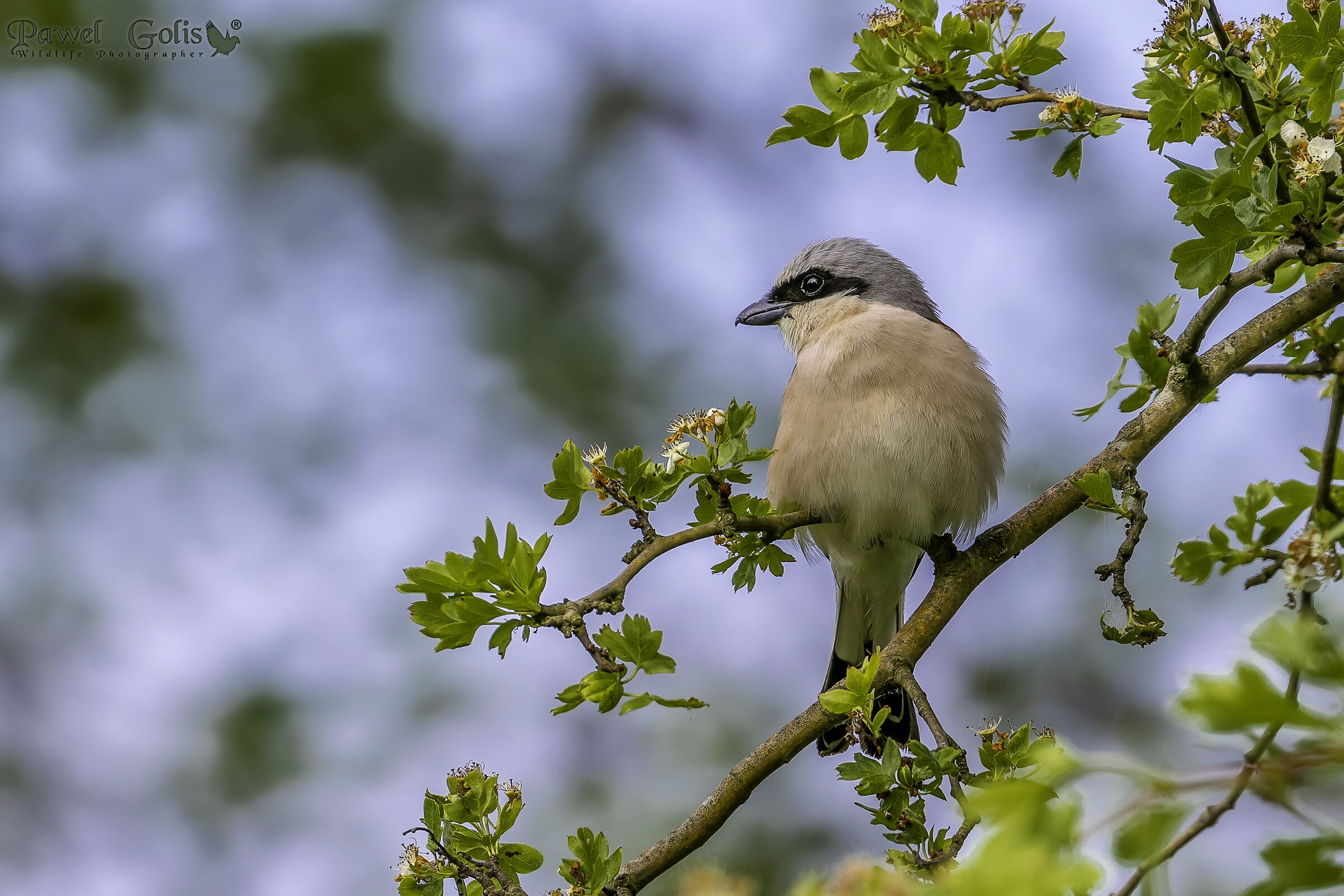 Averla piccola (Lanius collurio)