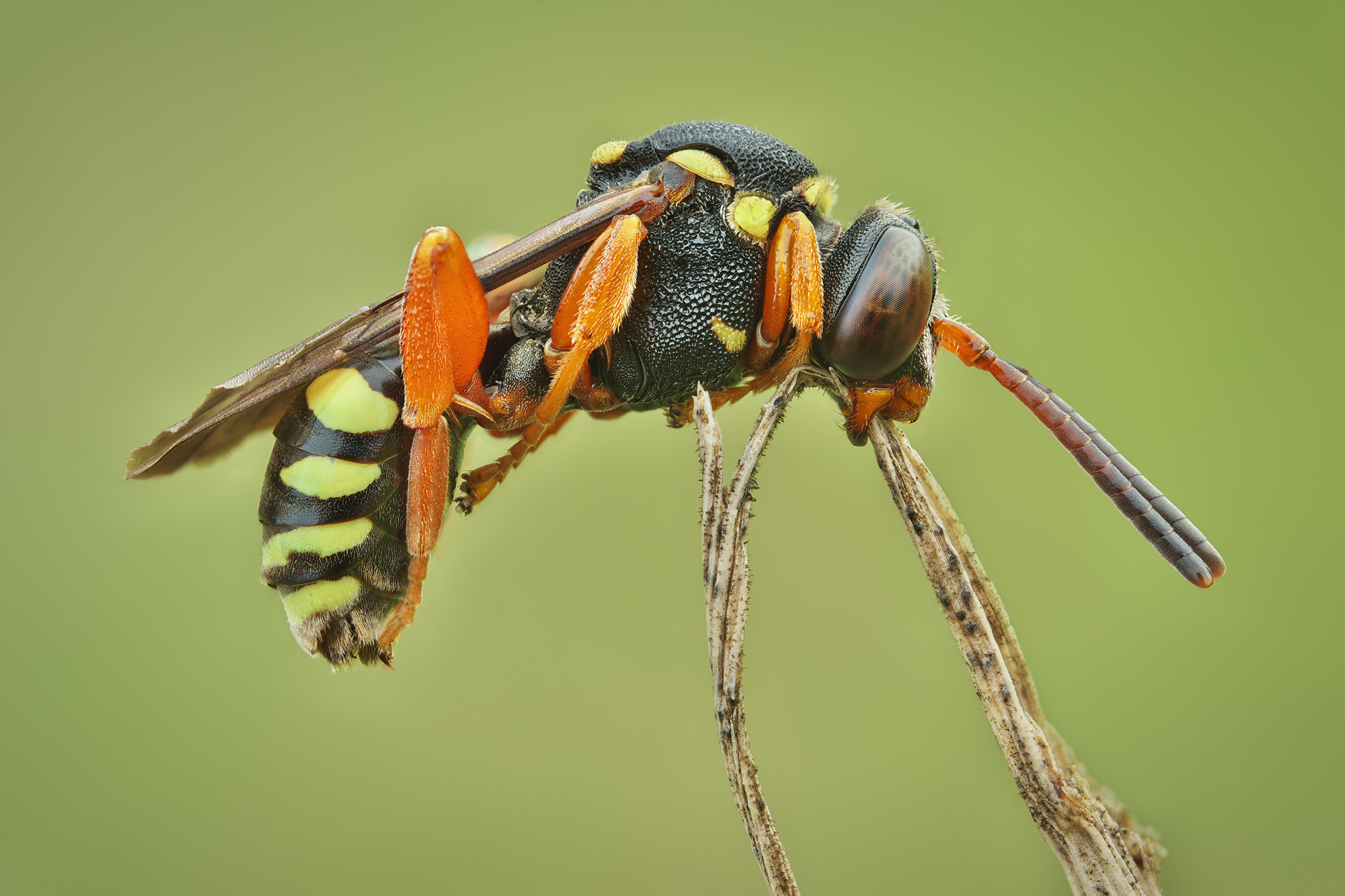 Nomada fucata
