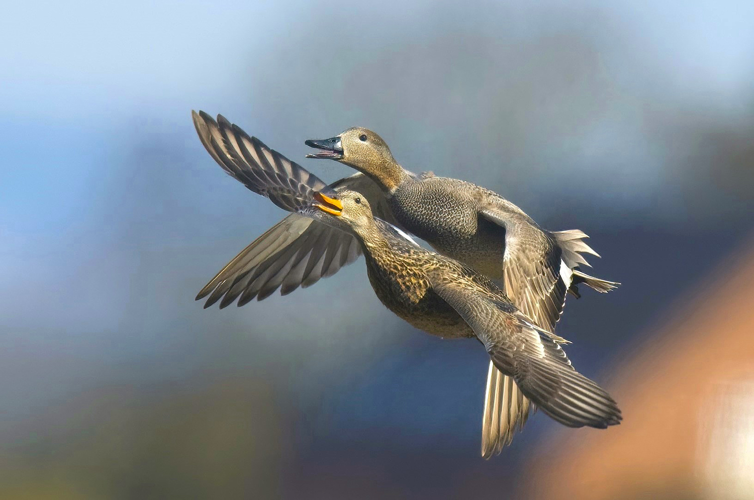 Gadwall ducks