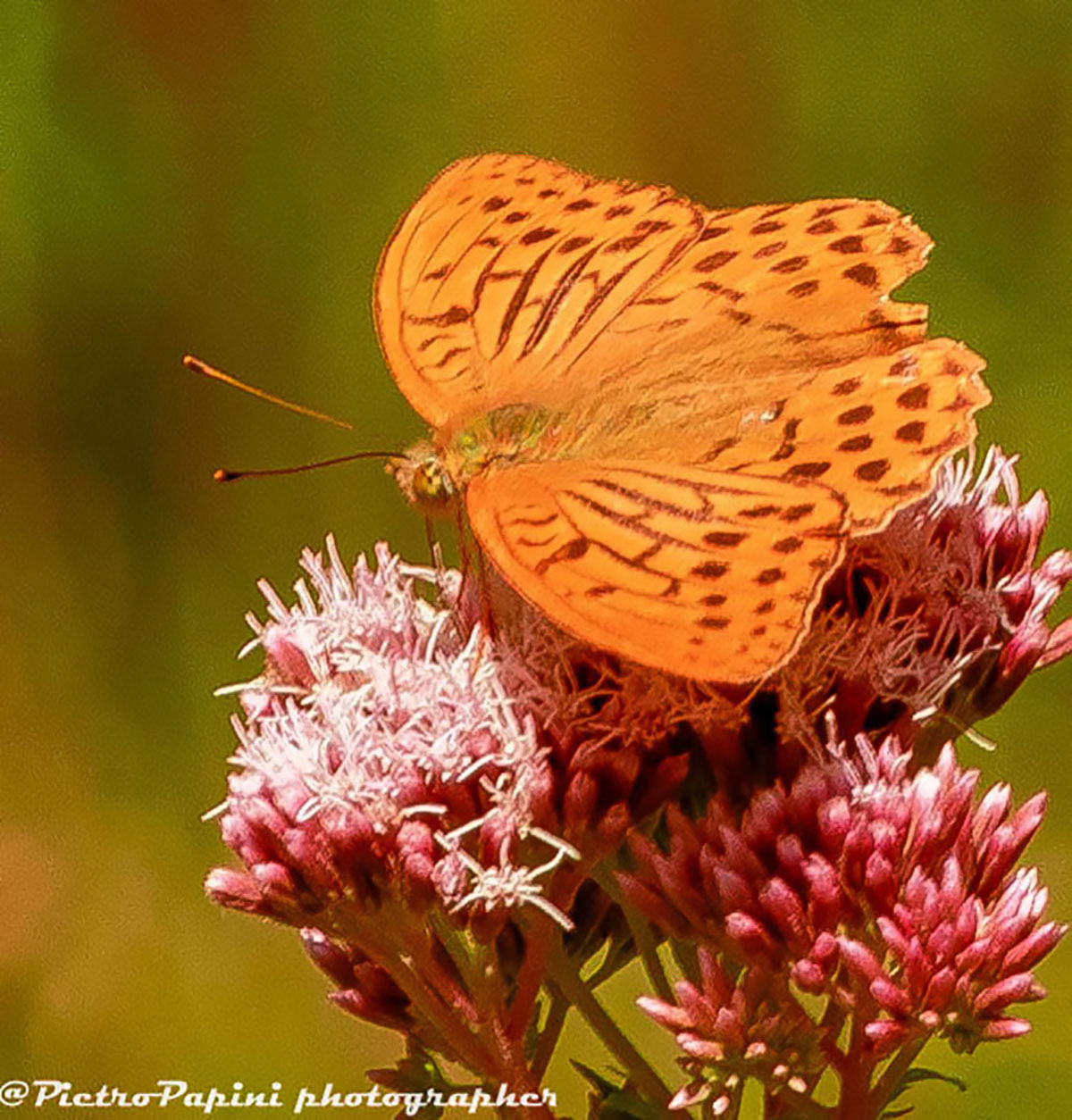 Argynnis padora