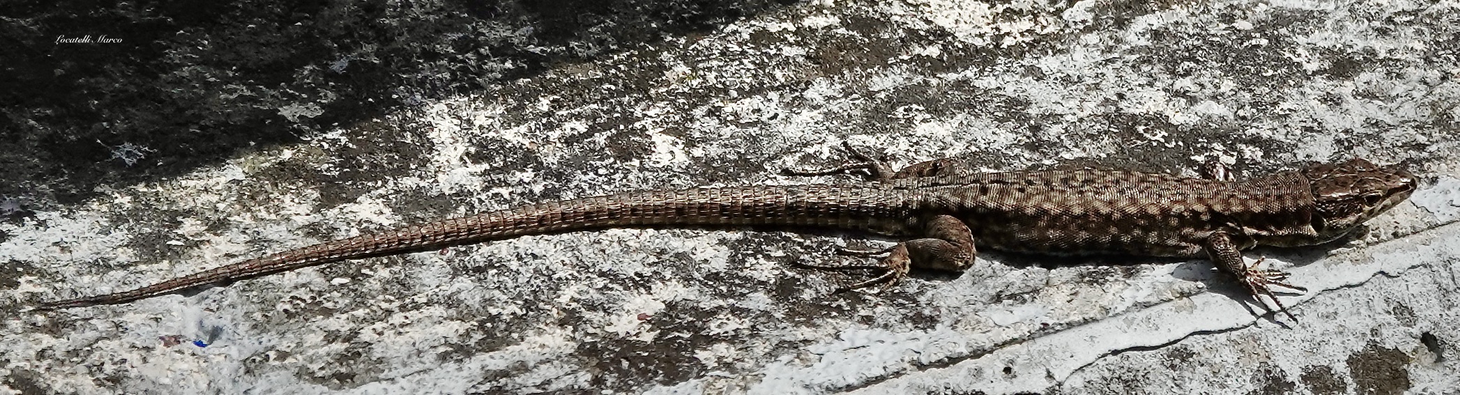 Lizard