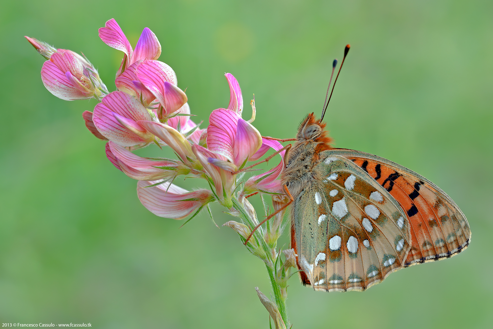 Argynnis aglaja (Linnaeus, 1758)