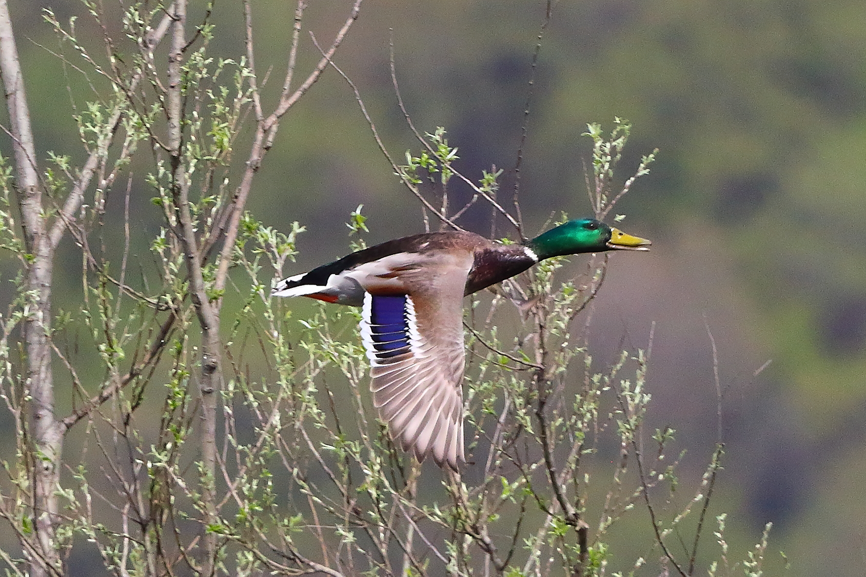 Germano R M 30 marzo 2025 - 0132