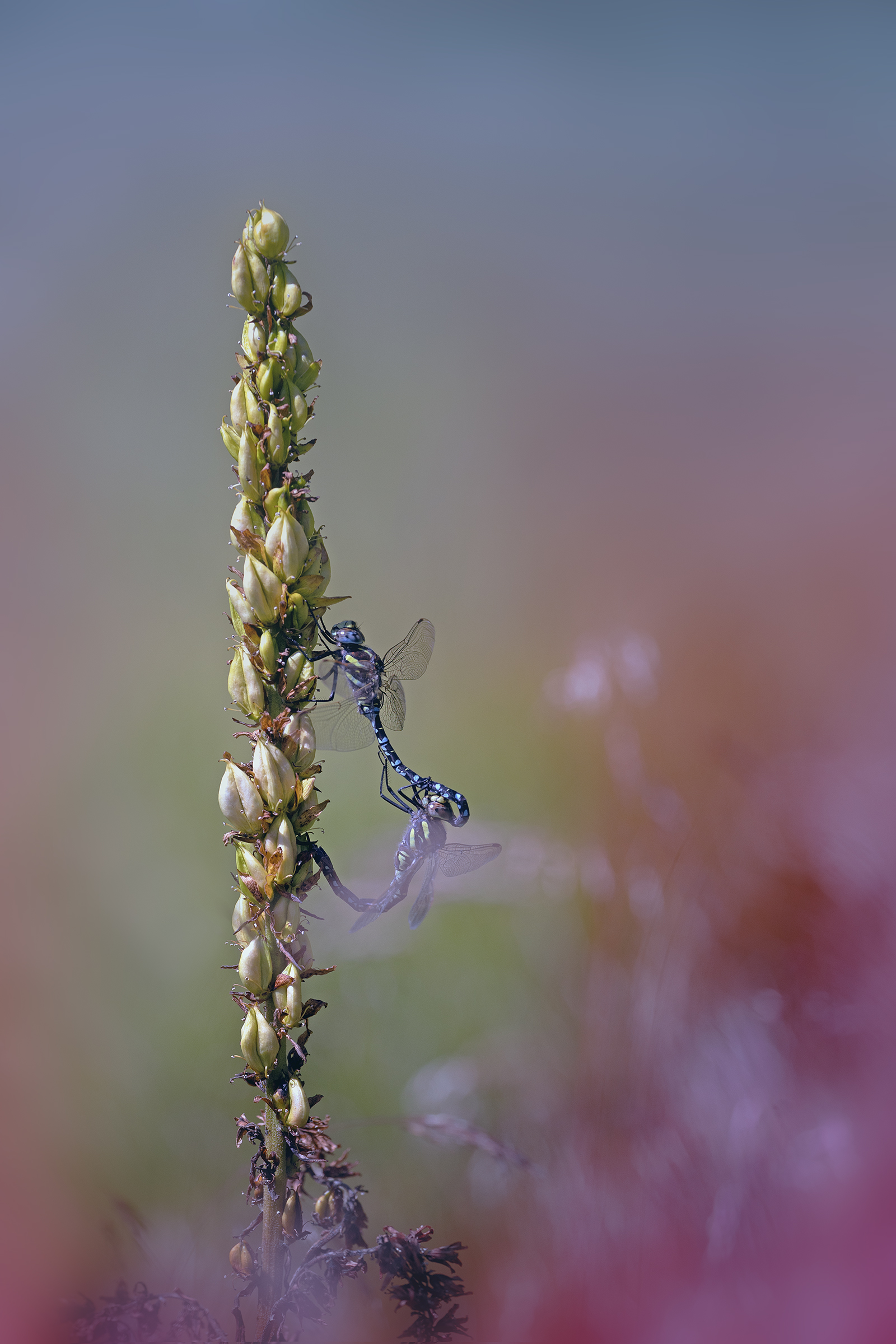 Aeshna juncea - tandem