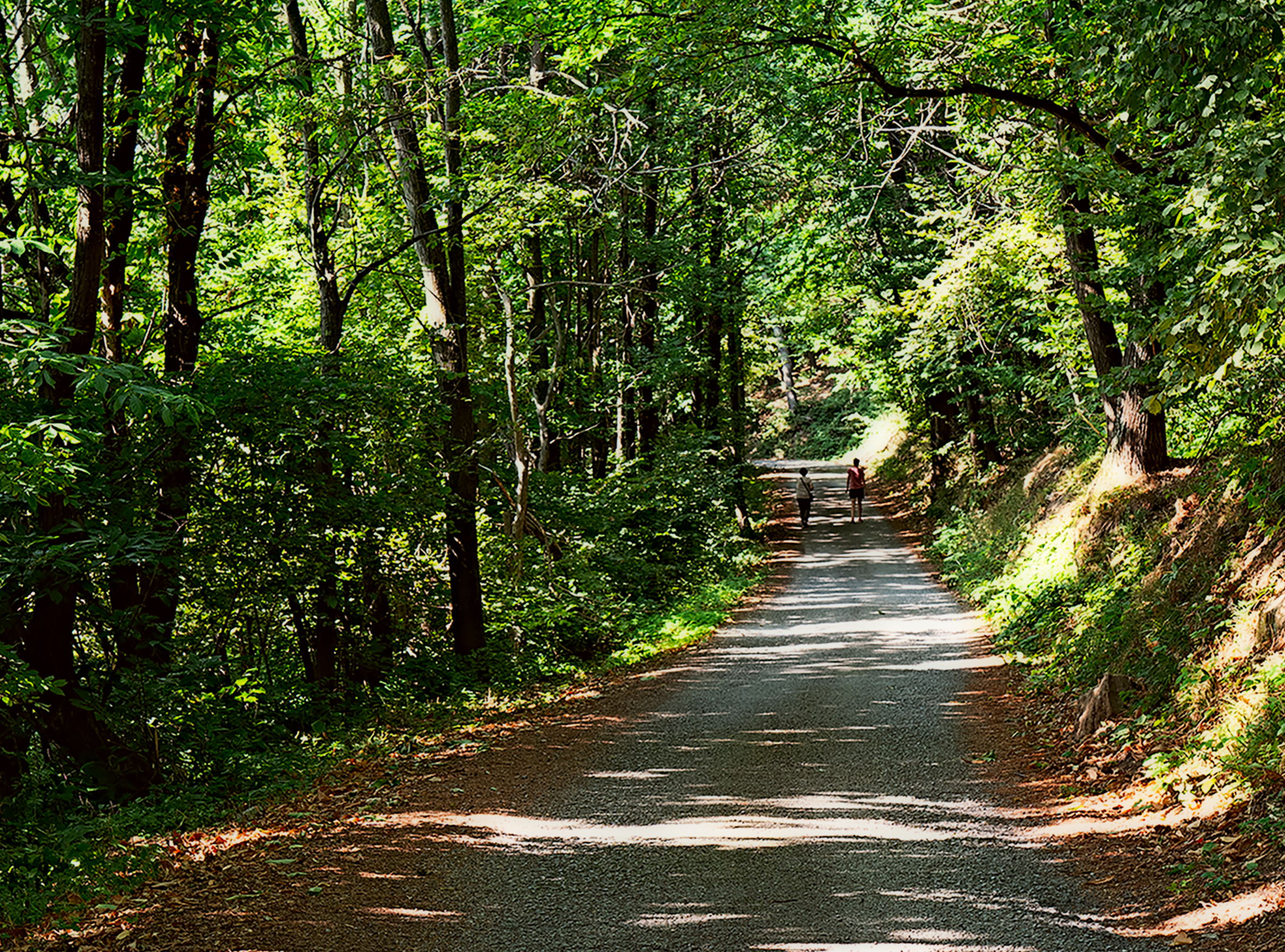 Walk in the woods