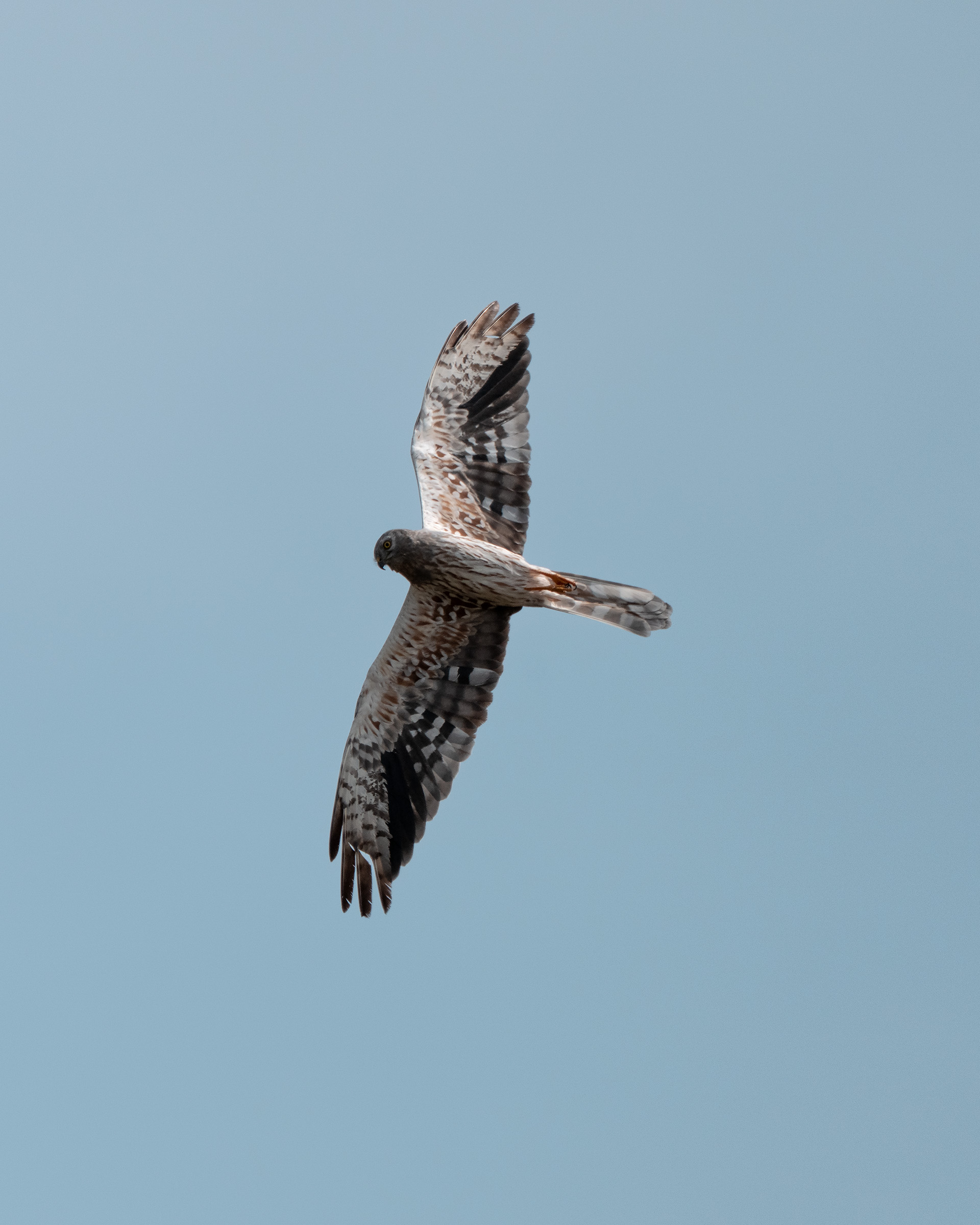 Albanella minore (m)